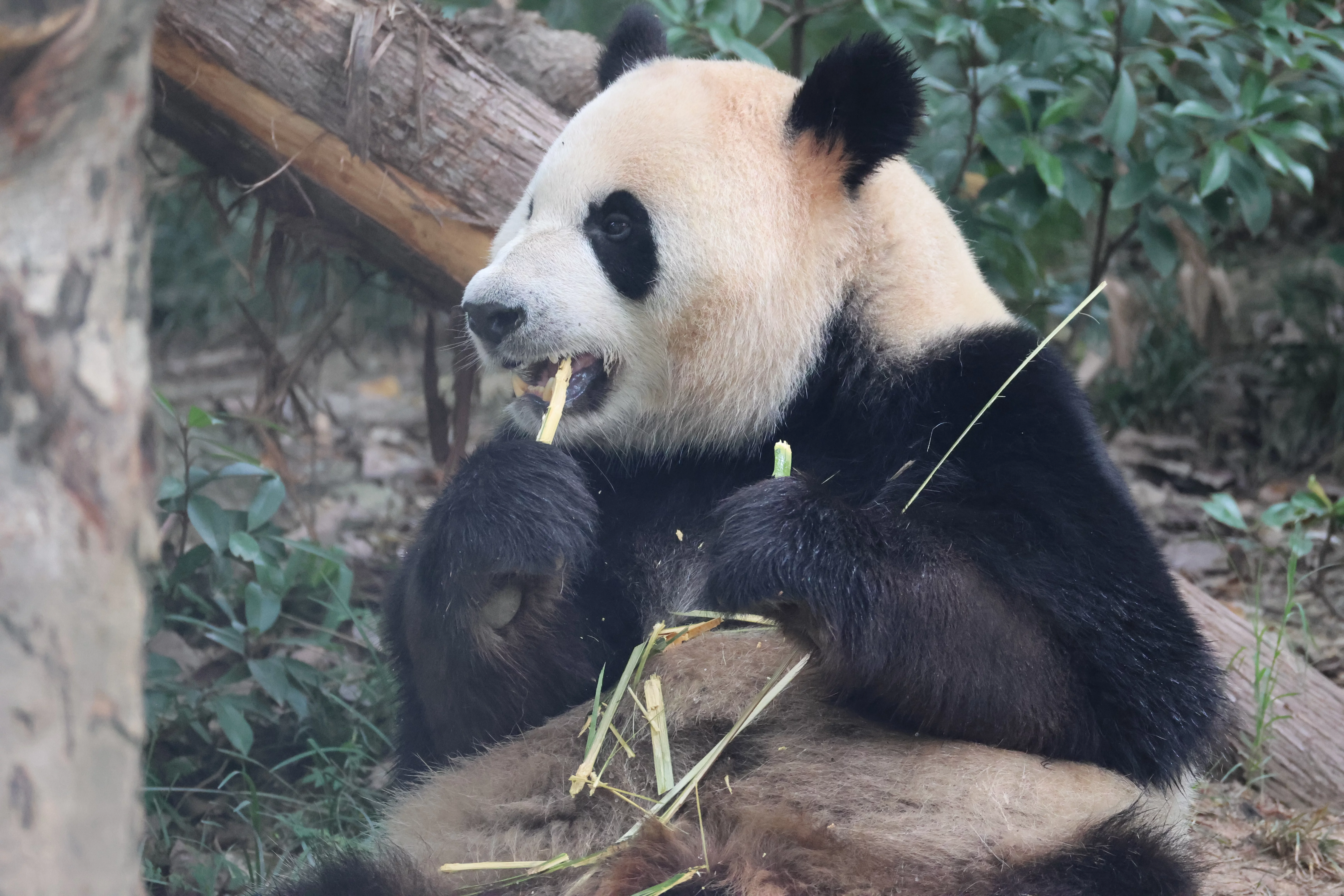 Chengdu Research Base of Giant Panda Breeding