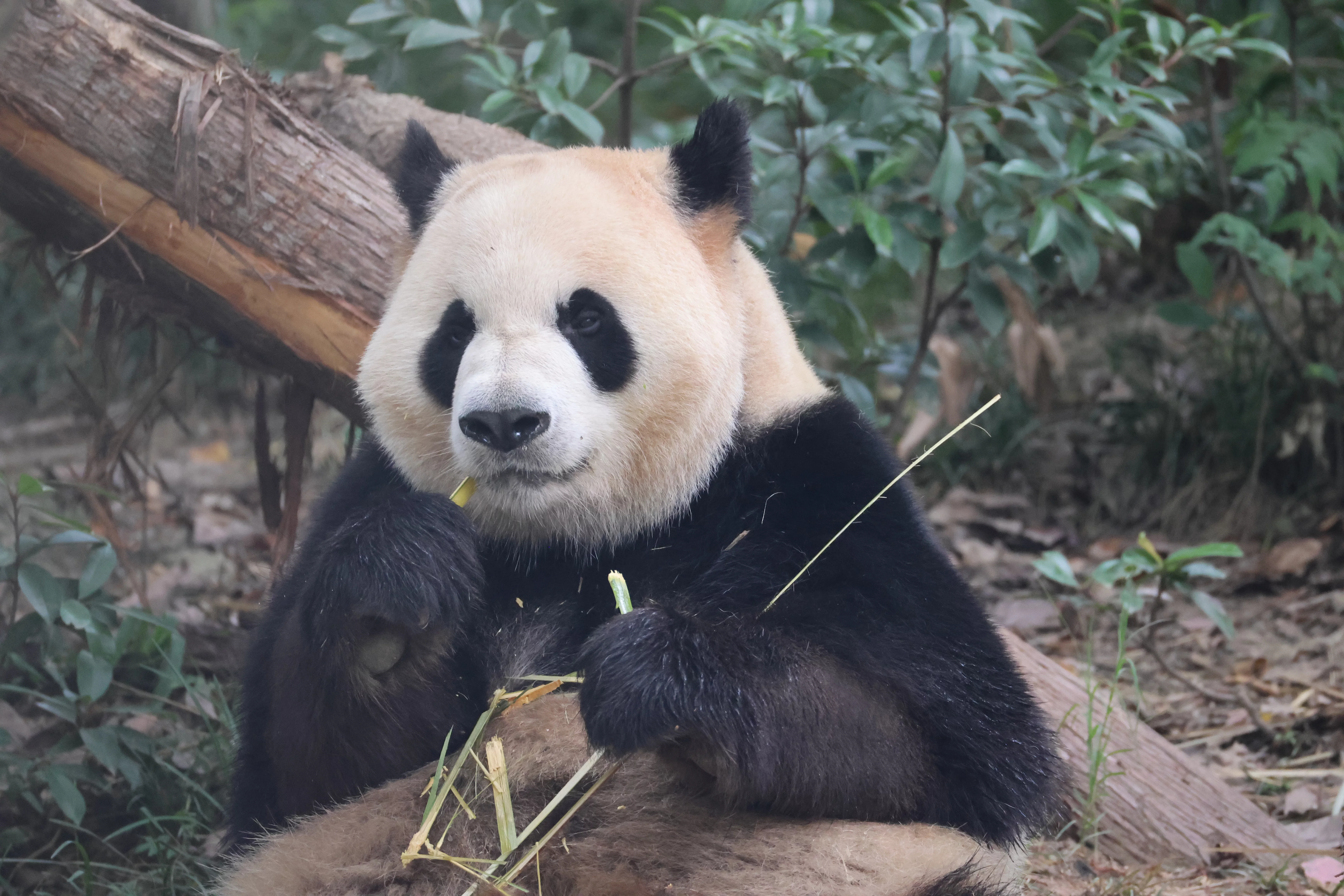 Chengdu Research Base of Giant Panda Breeding