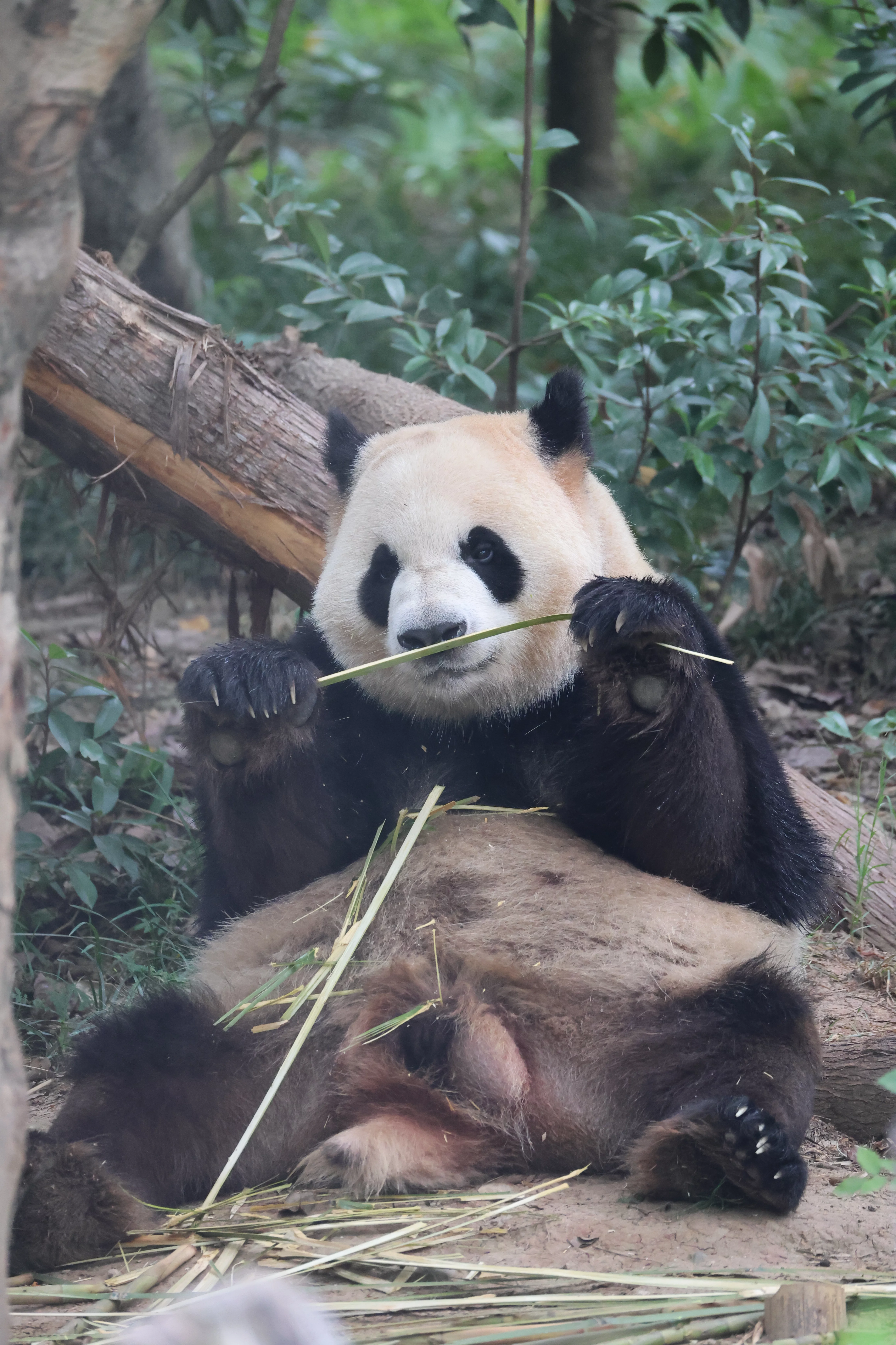 Chengdu Research Base of Giant Panda Breeding