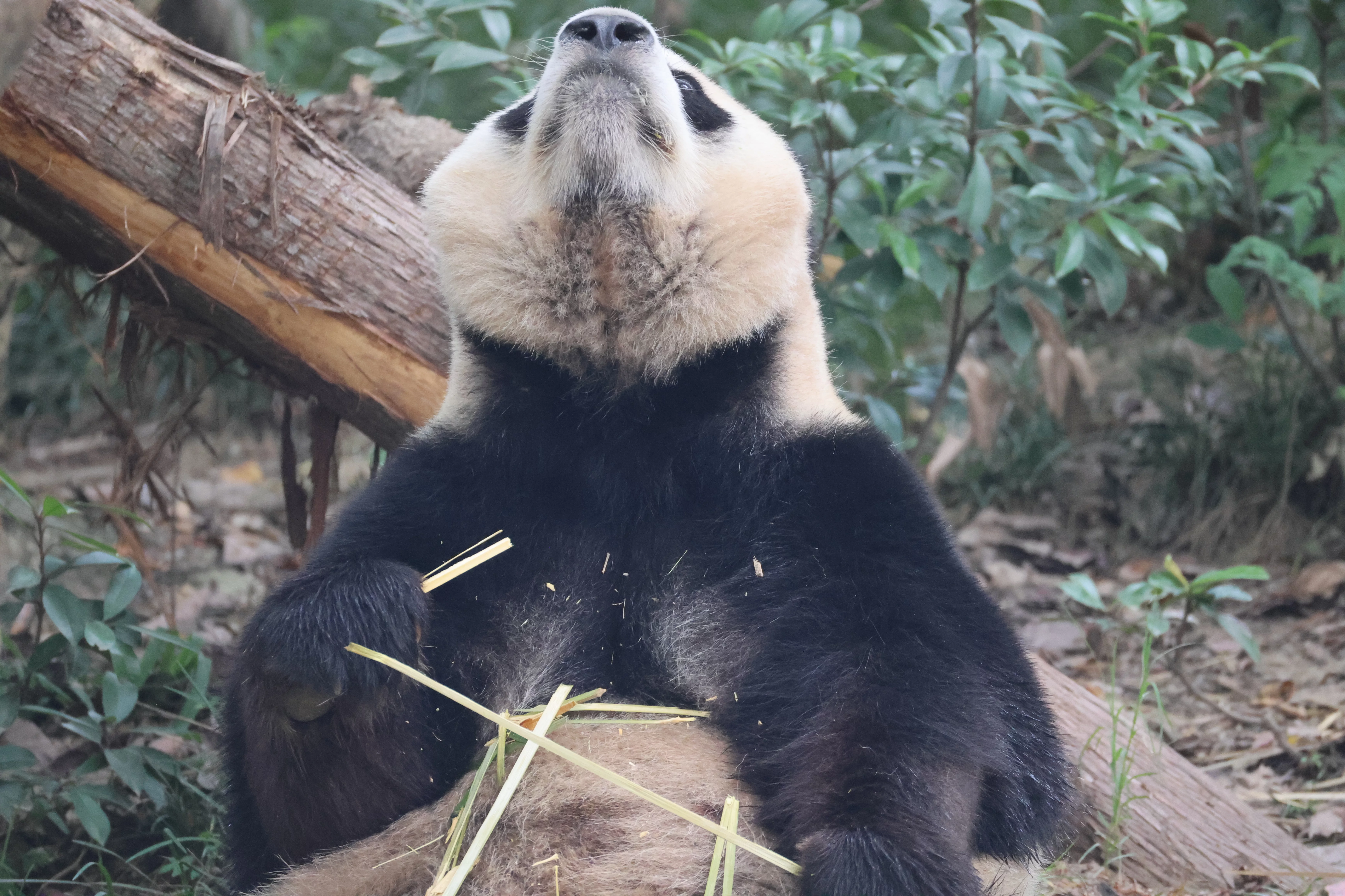 Chengdu Research Base of Giant Panda Breeding
