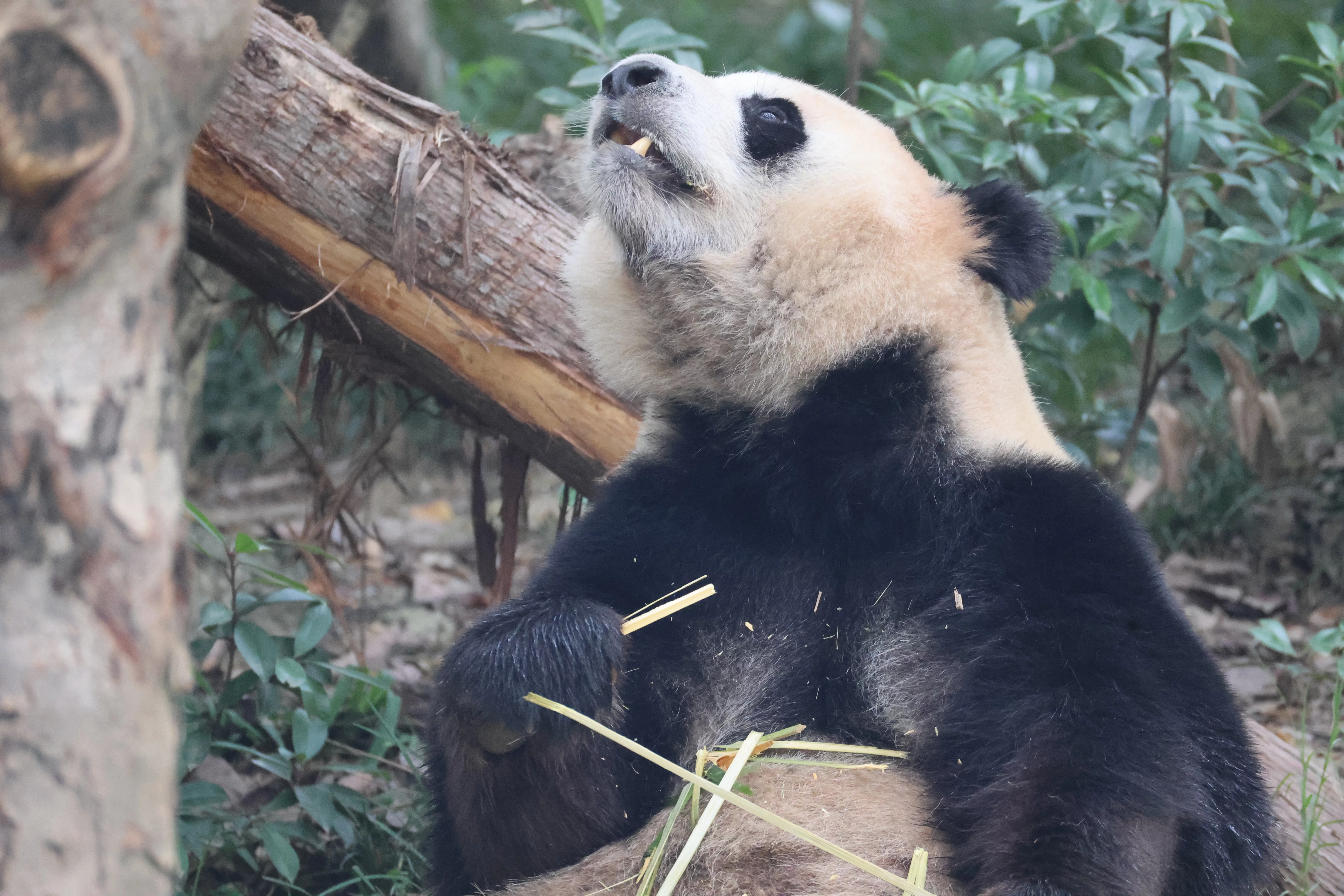 Chengdu Research Base of Giant Panda Breeding