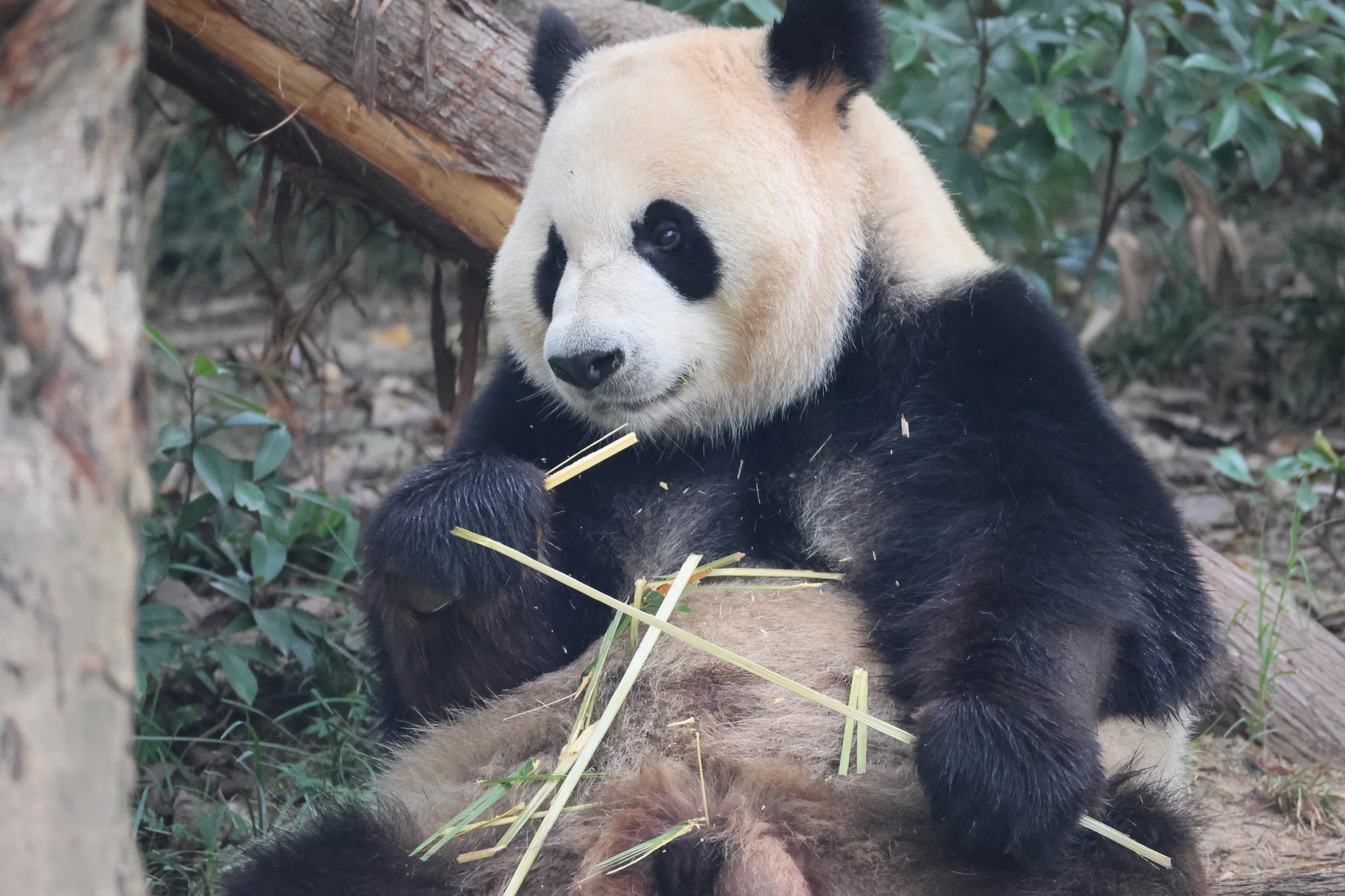 Chengdu Research Base of Giant Panda Breeding