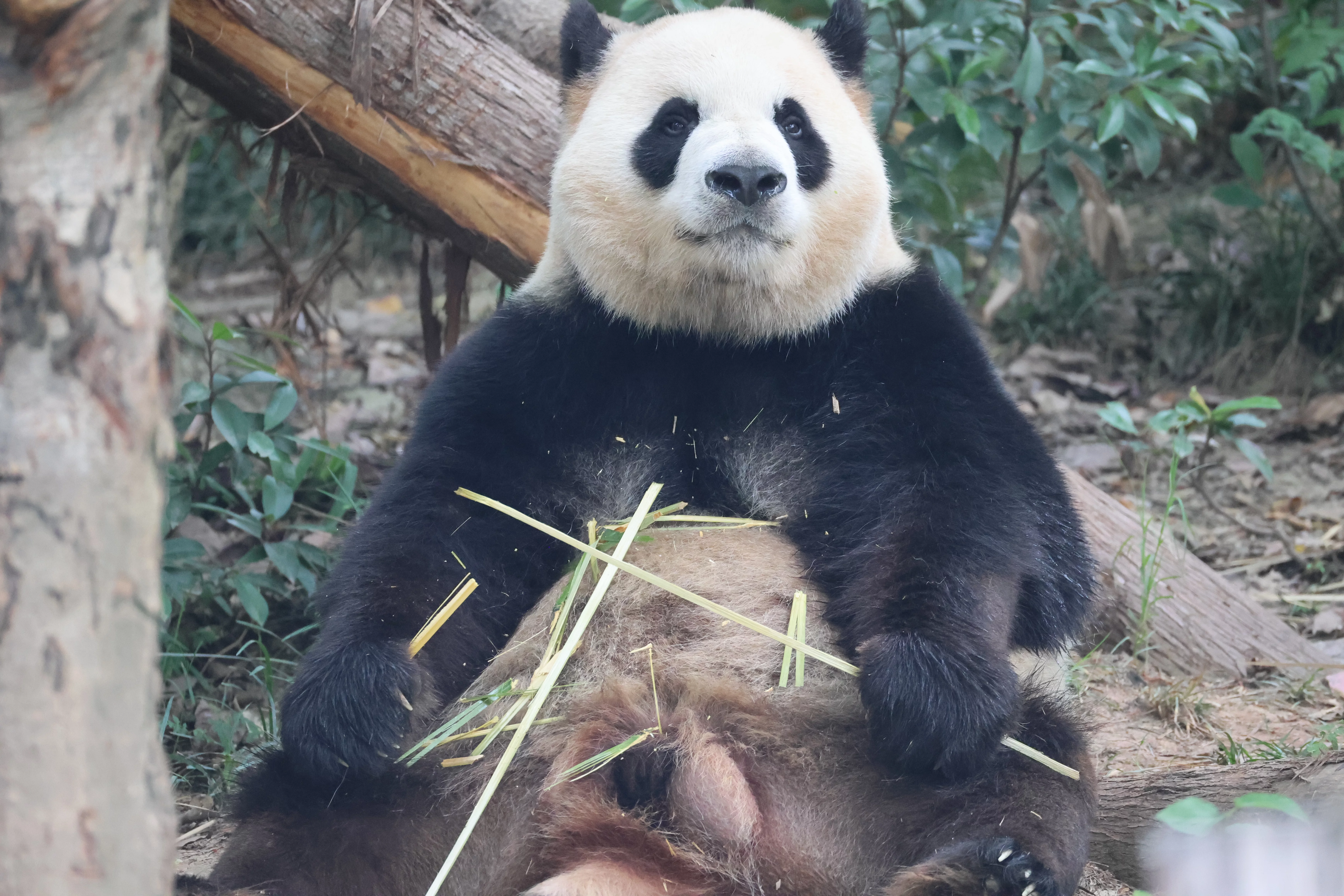 Chengdu Research Base of Giant Panda Breeding