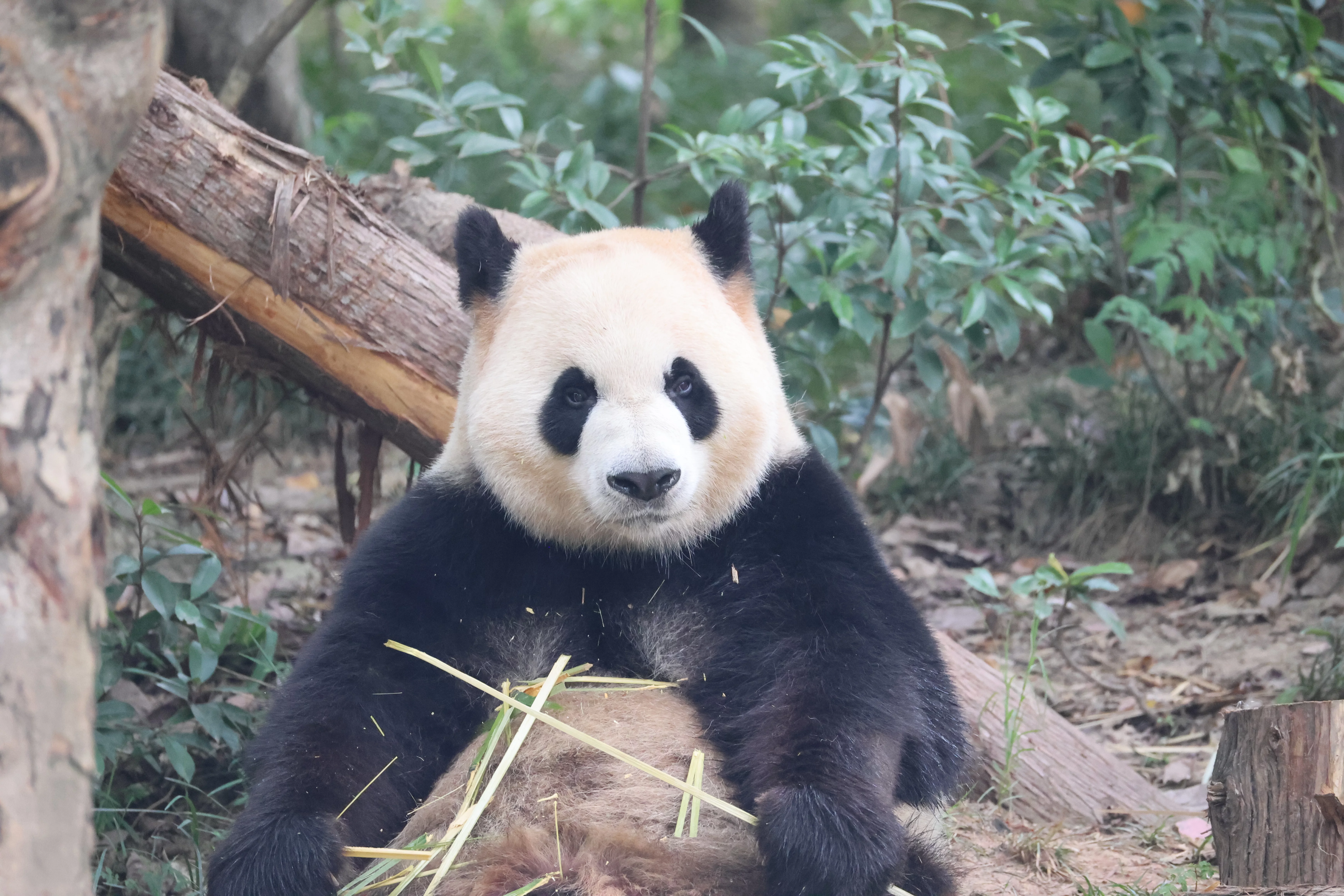 Chengdu Research Base of Giant Panda Breeding