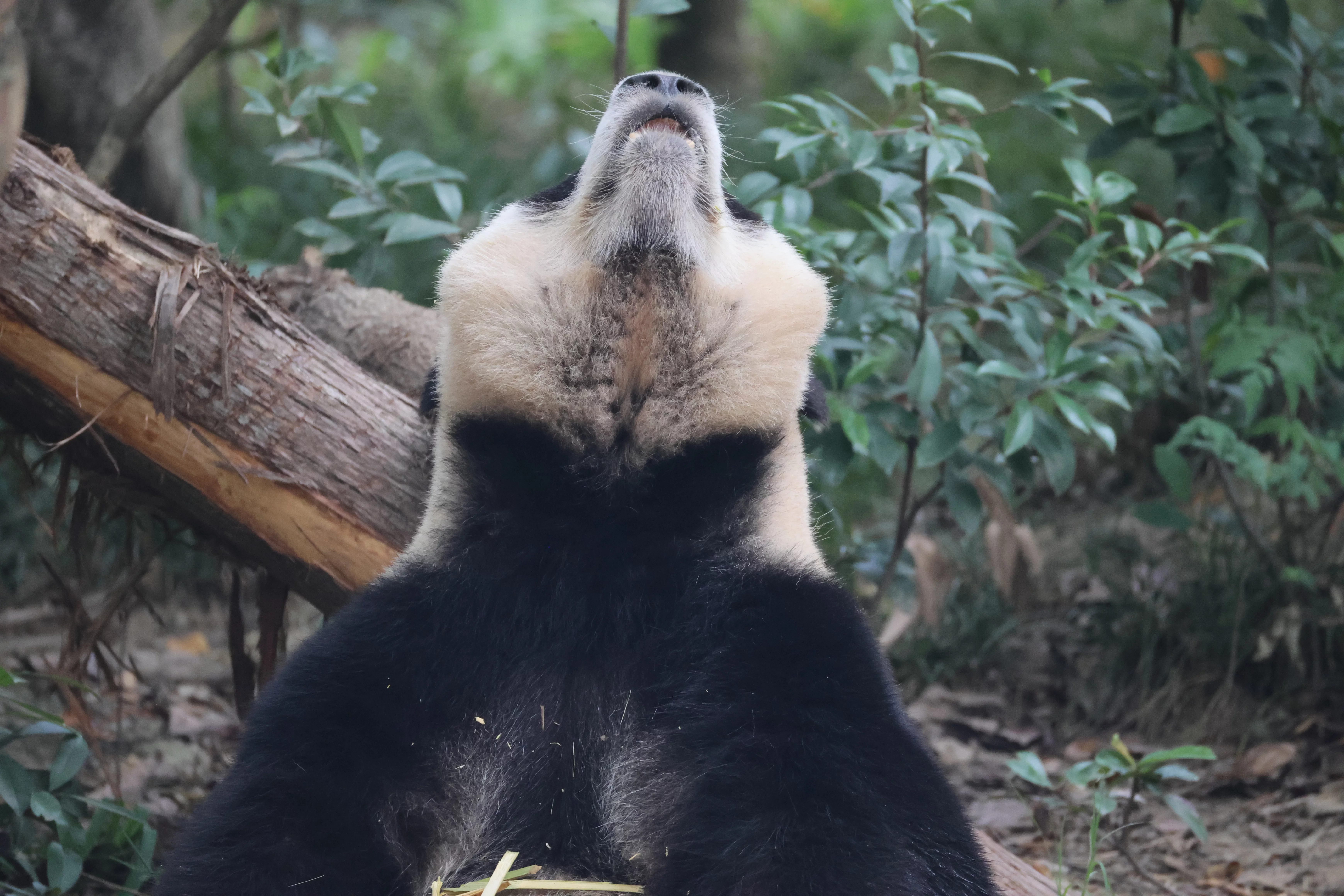 Chengdu Research Base of Giant Panda Breeding