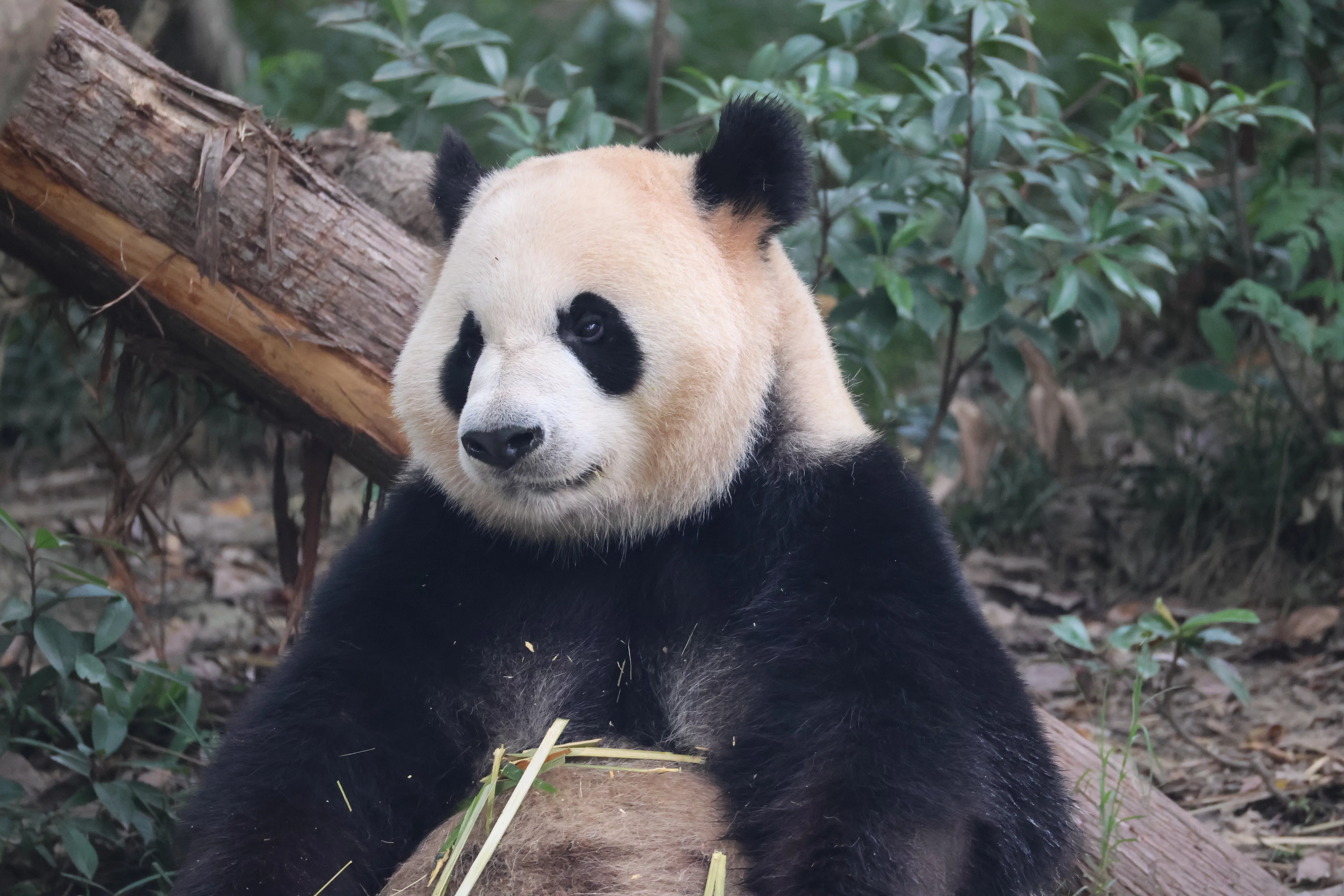 Chengdu Research Base of Giant Panda Breeding