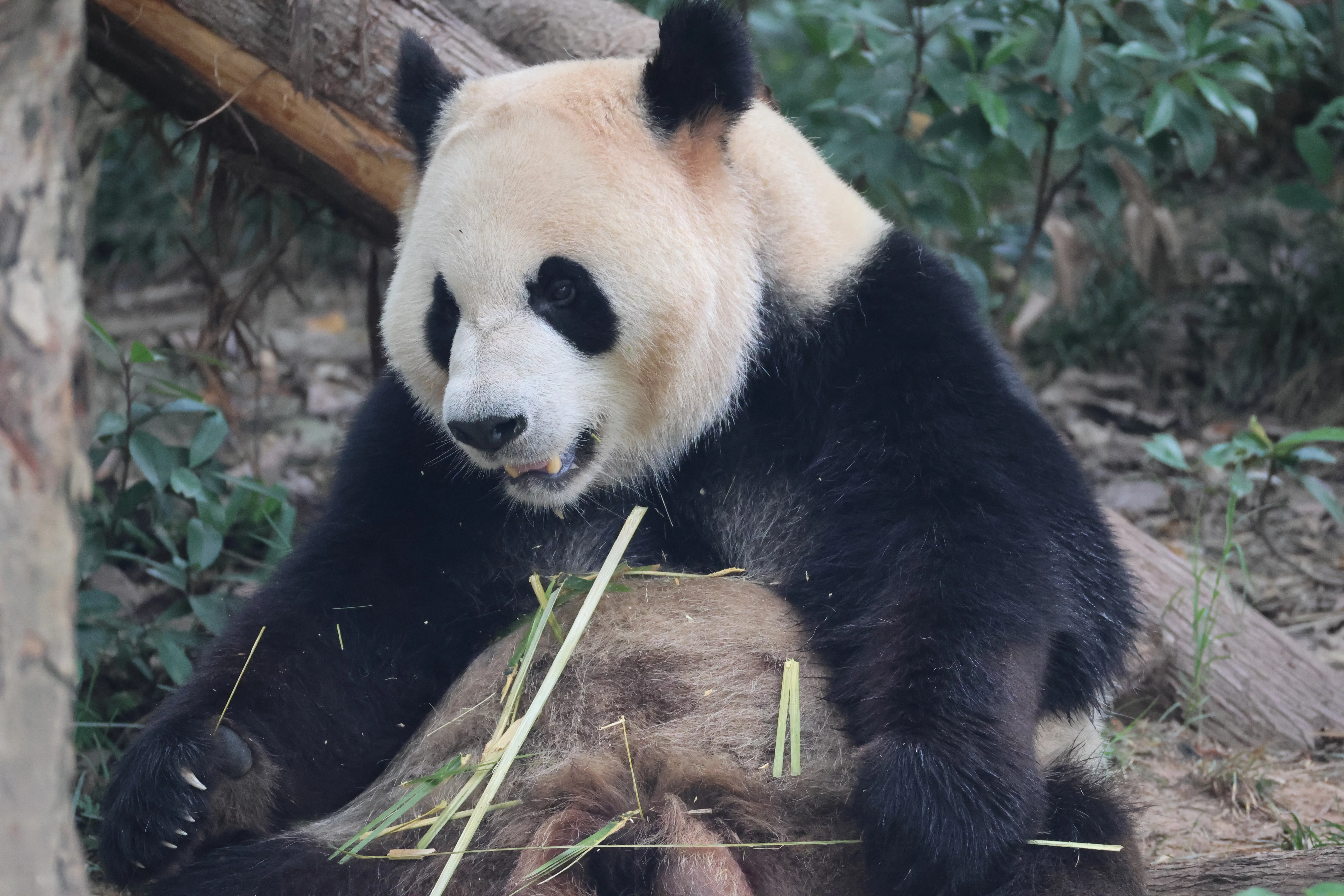 Chengdu Research Base of Giant Panda Breeding