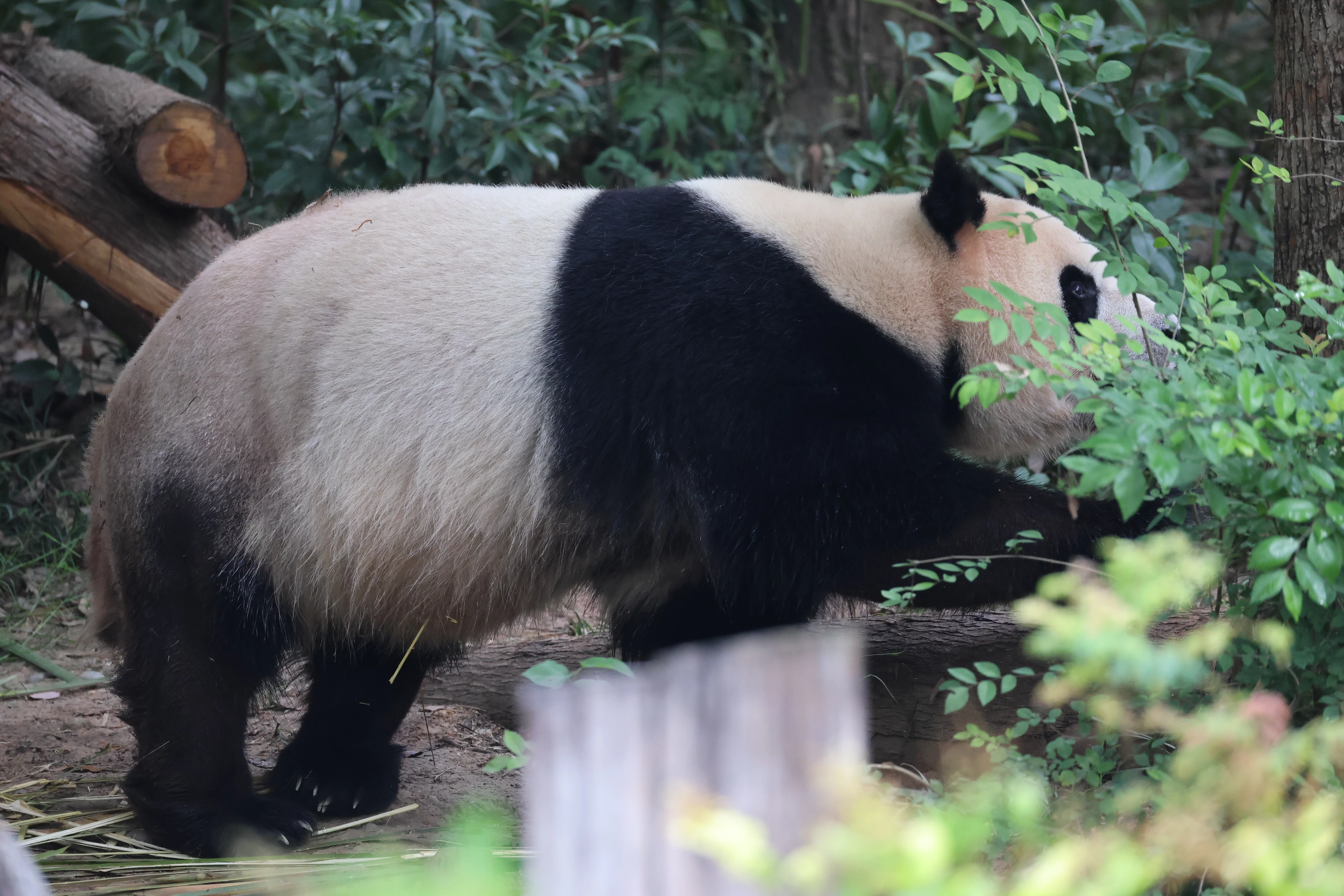Chengdu Research Base of Giant Panda Breeding