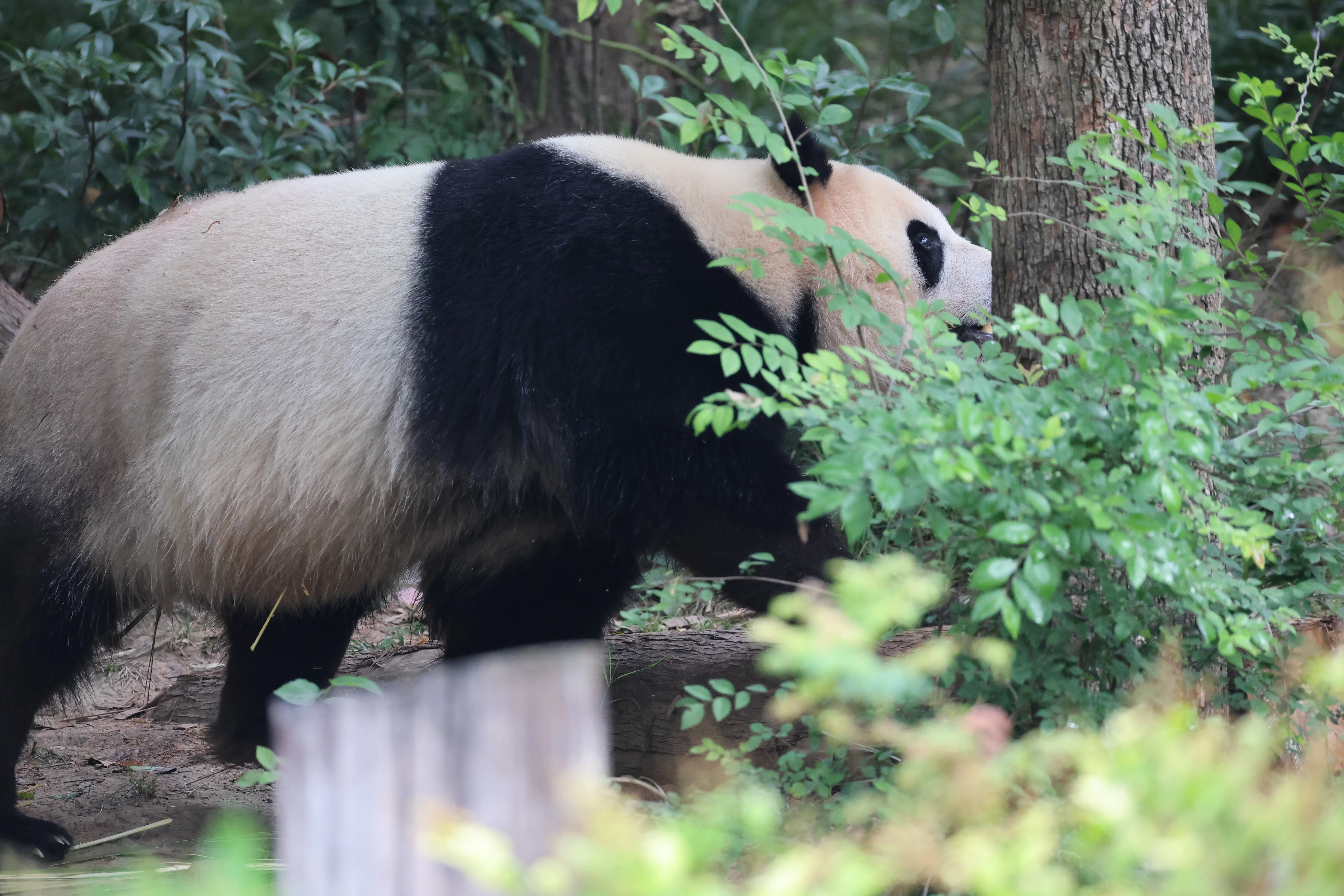Chengdu Research Base of Giant Panda Breeding