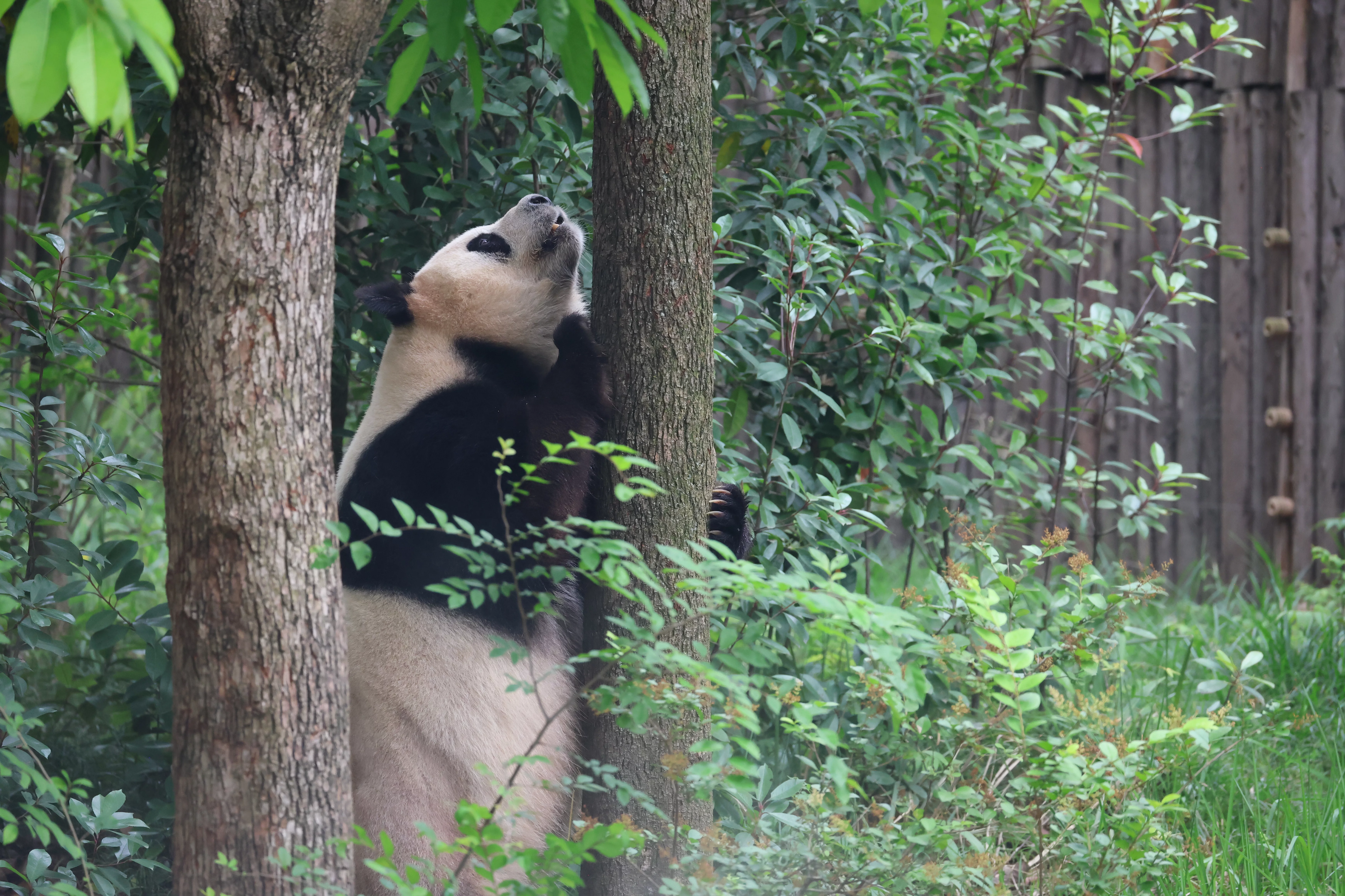 Chengdu Research Base of Giant Panda Breeding