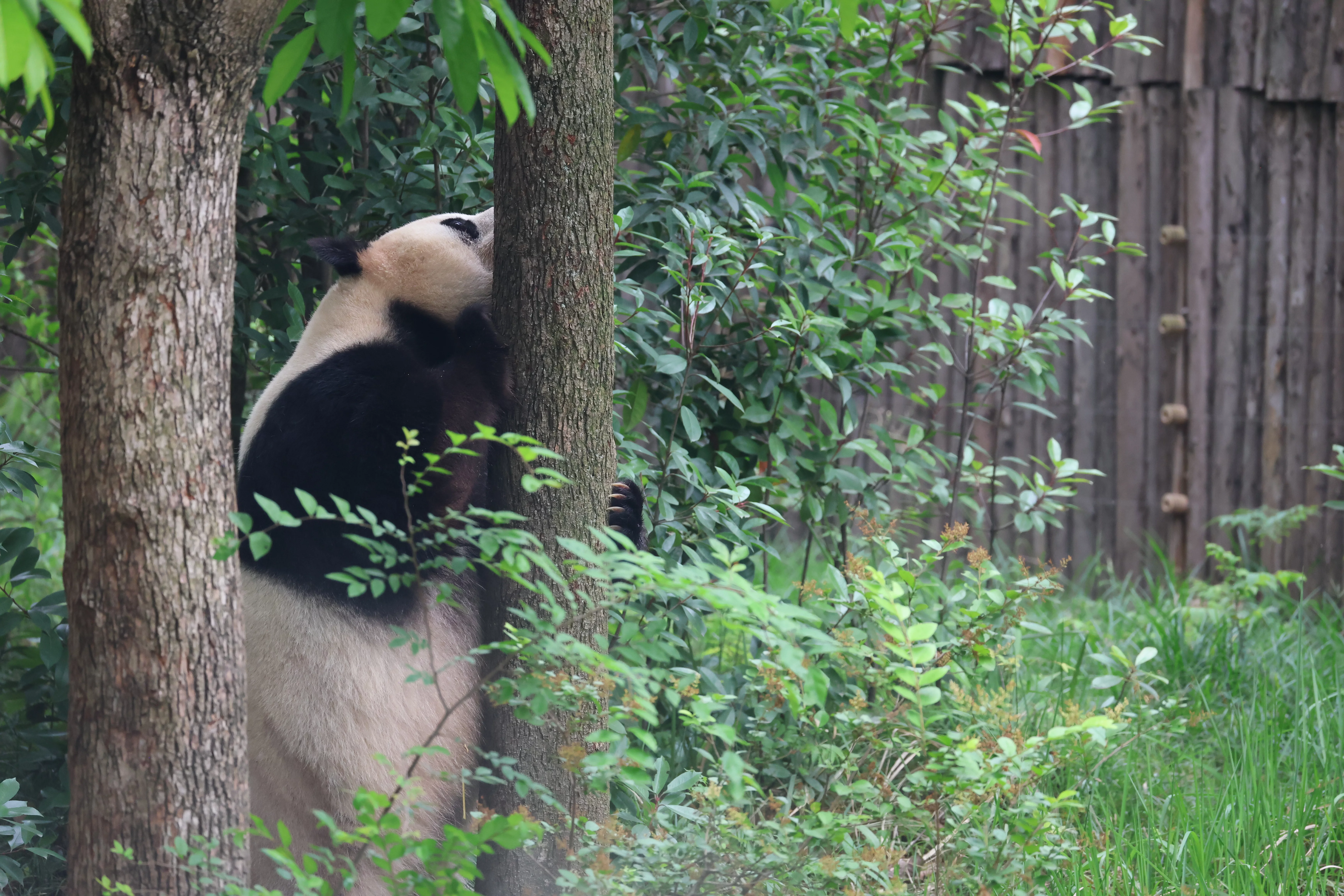Chengdu Research Base of Giant Panda Breeding