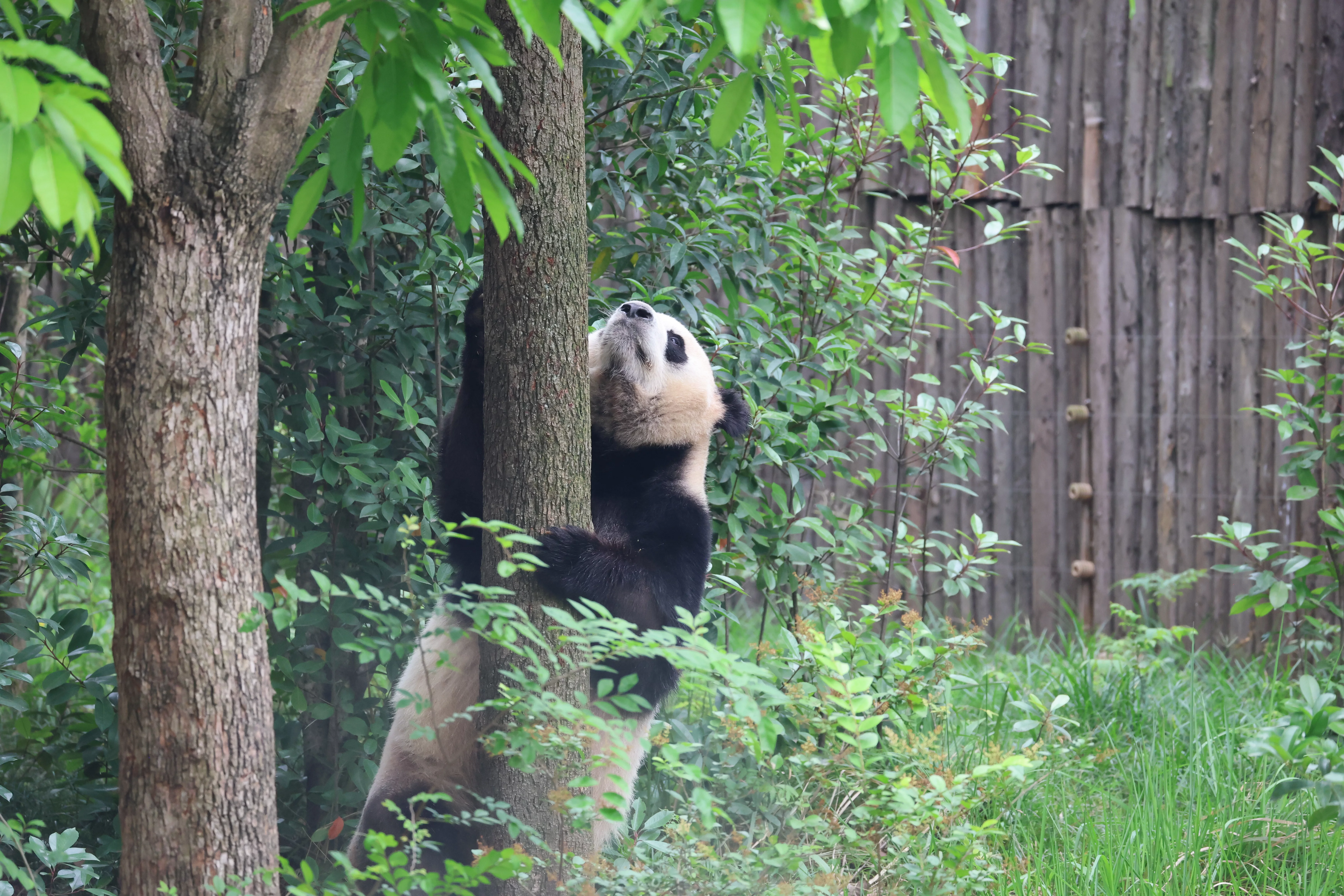 Chengdu Research Base of Giant Panda Breeding