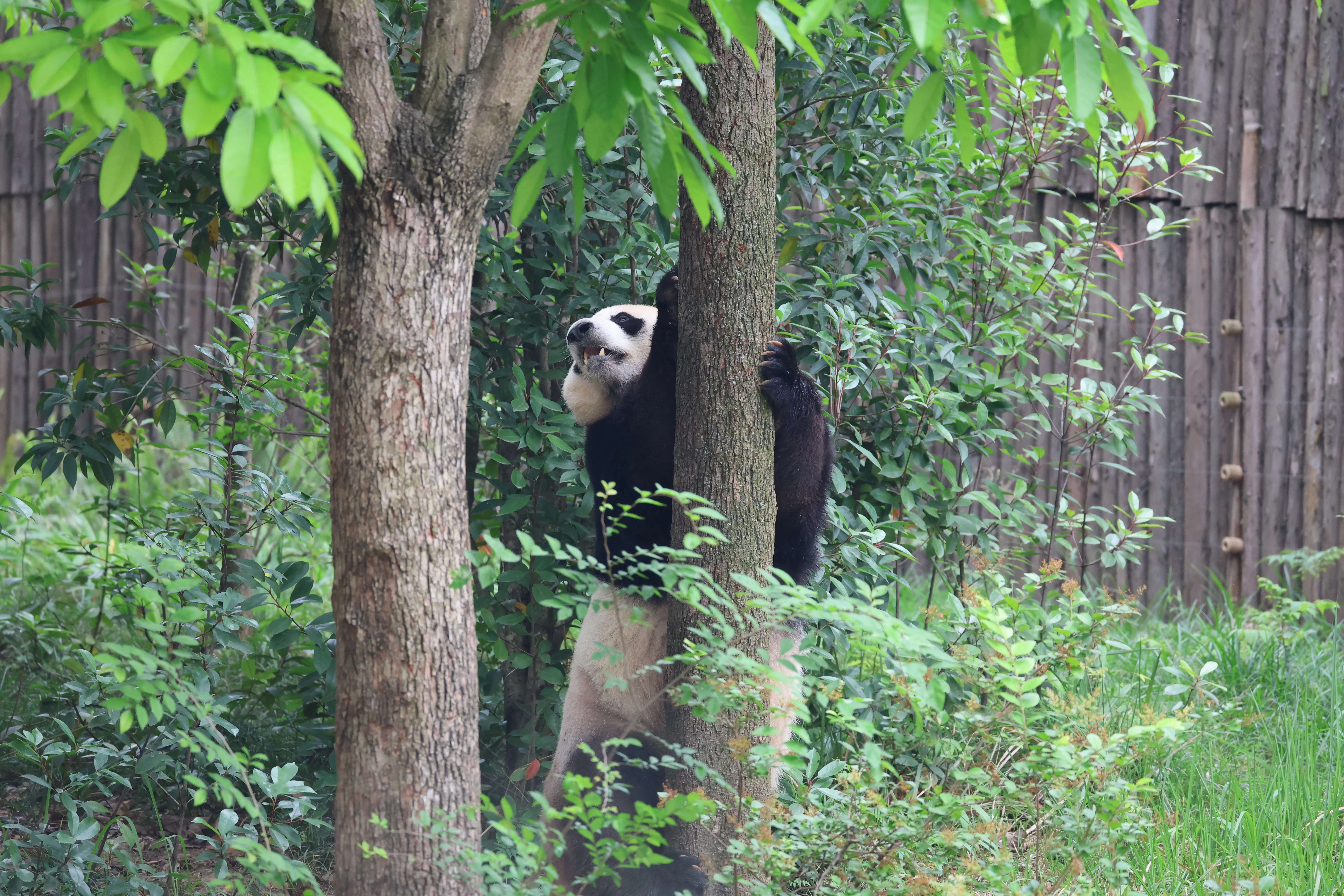 Chengdu Research Base of Giant Panda Breeding