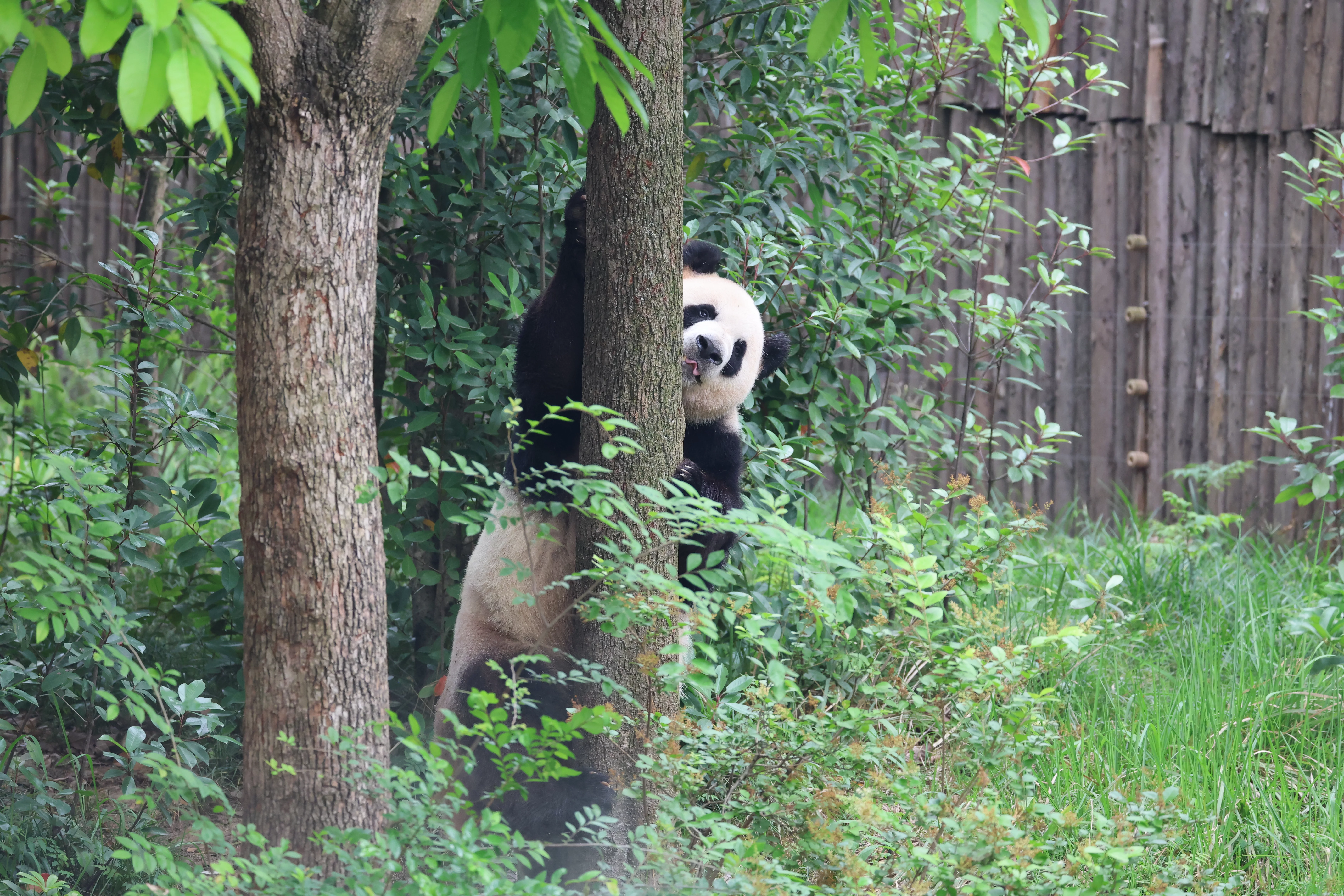 Chengdu Research Base of Giant Panda Breeding