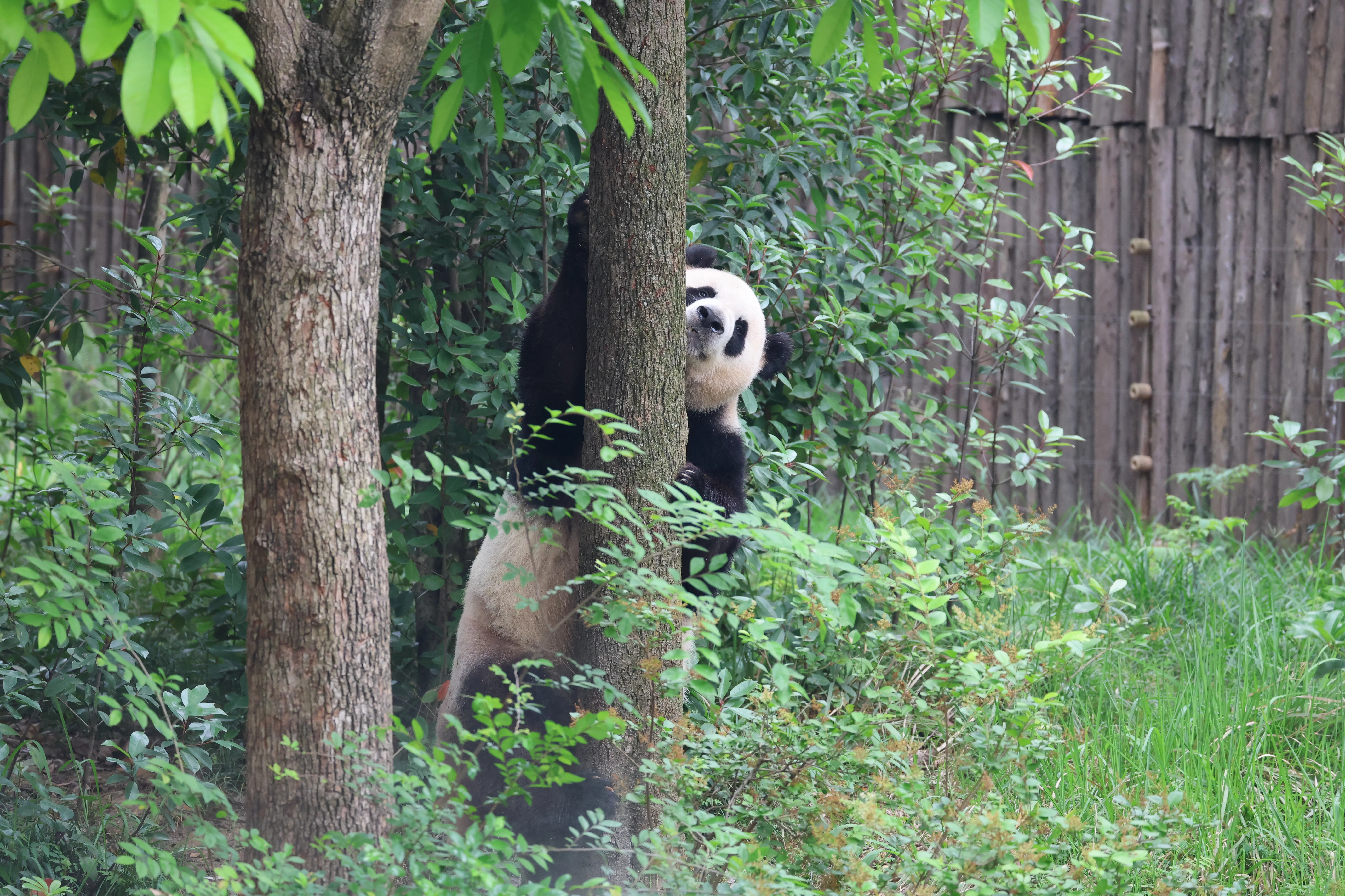 Chengdu Research Base of Giant Panda Breeding
