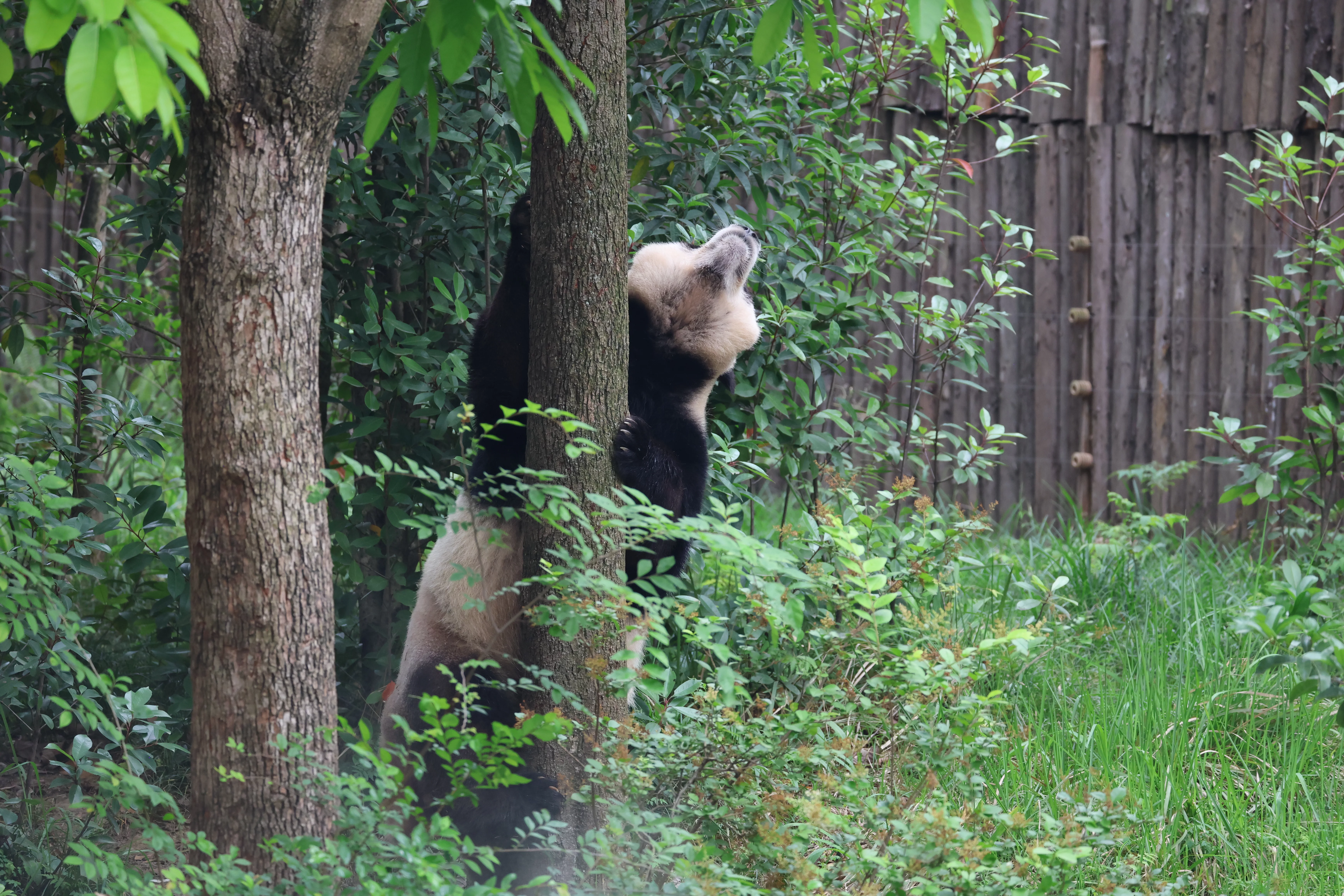 Chengdu Research Base of Giant Panda Breeding
