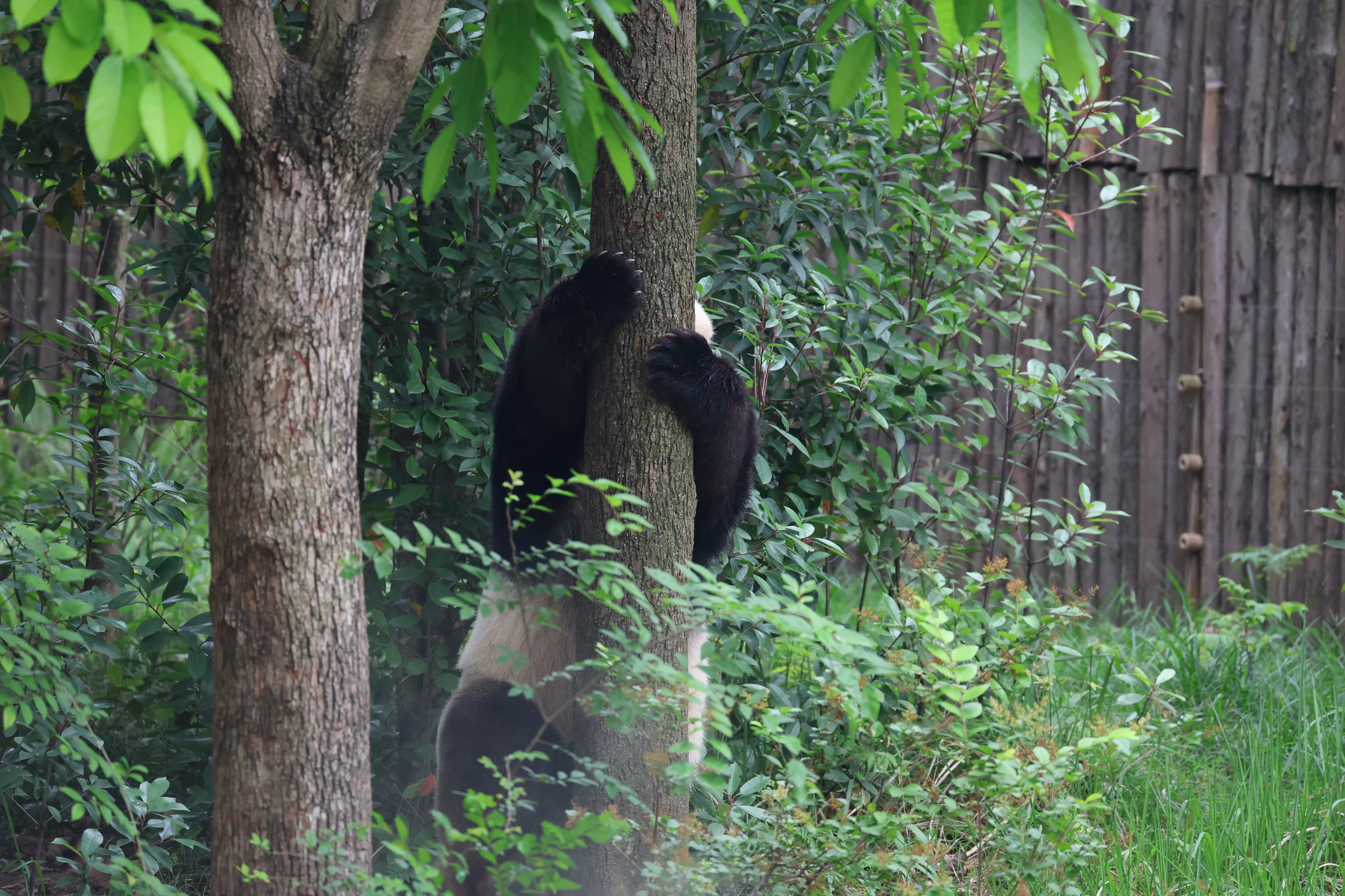 Chengdu Research Base of Giant Panda Breeding