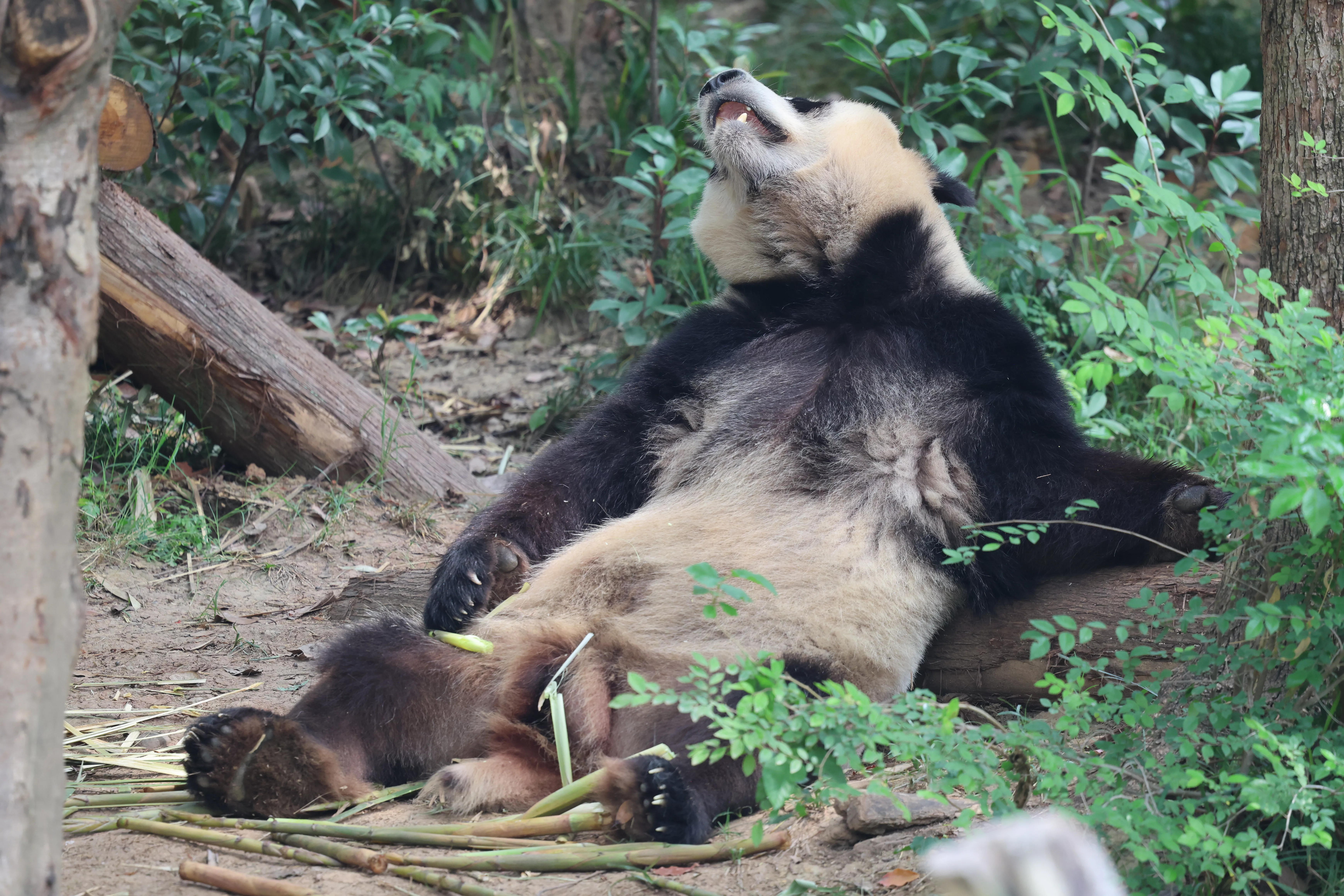 Chengdu Research Base of Giant Panda Breeding