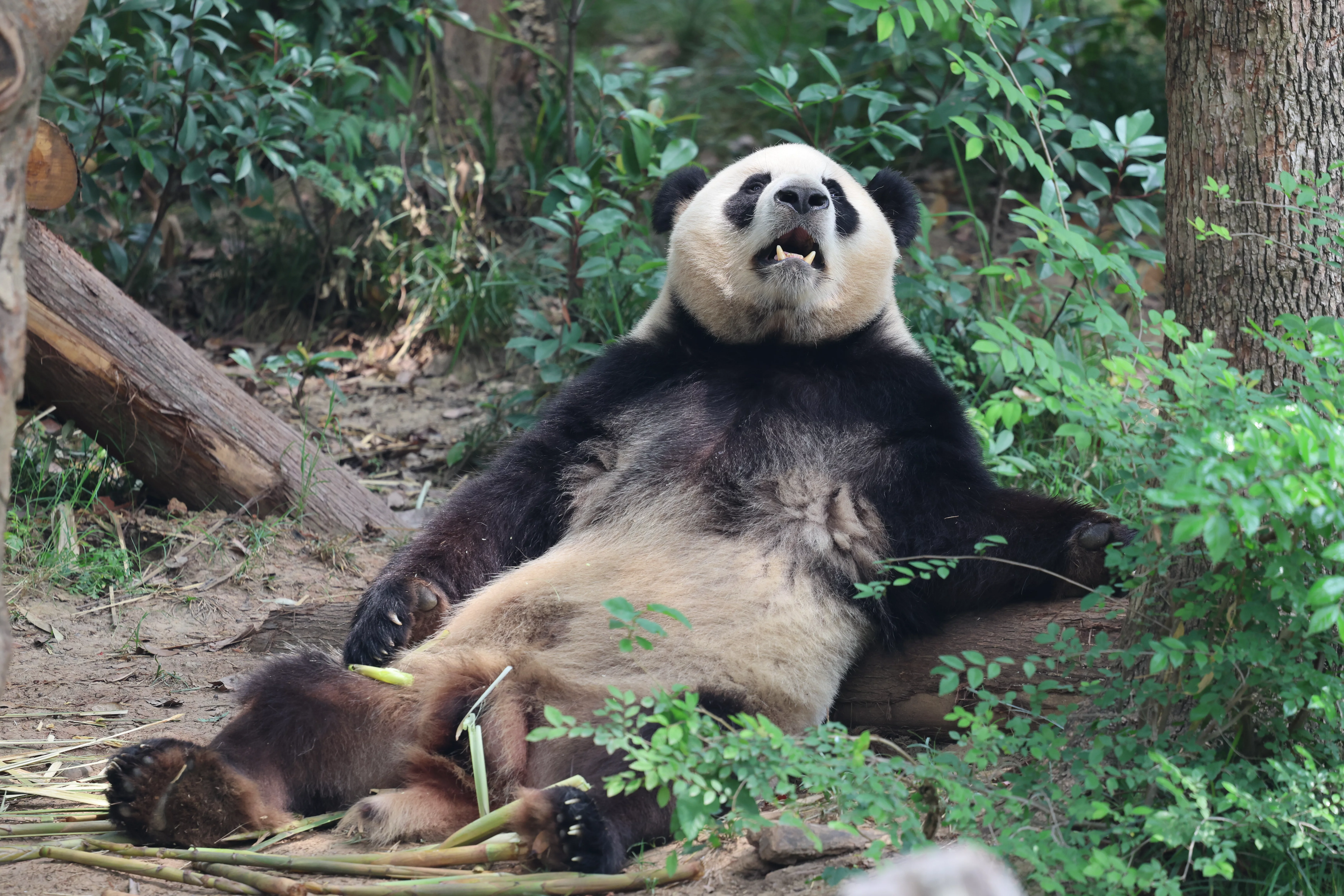 Chengdu Research Base of Giant Panda Breeding