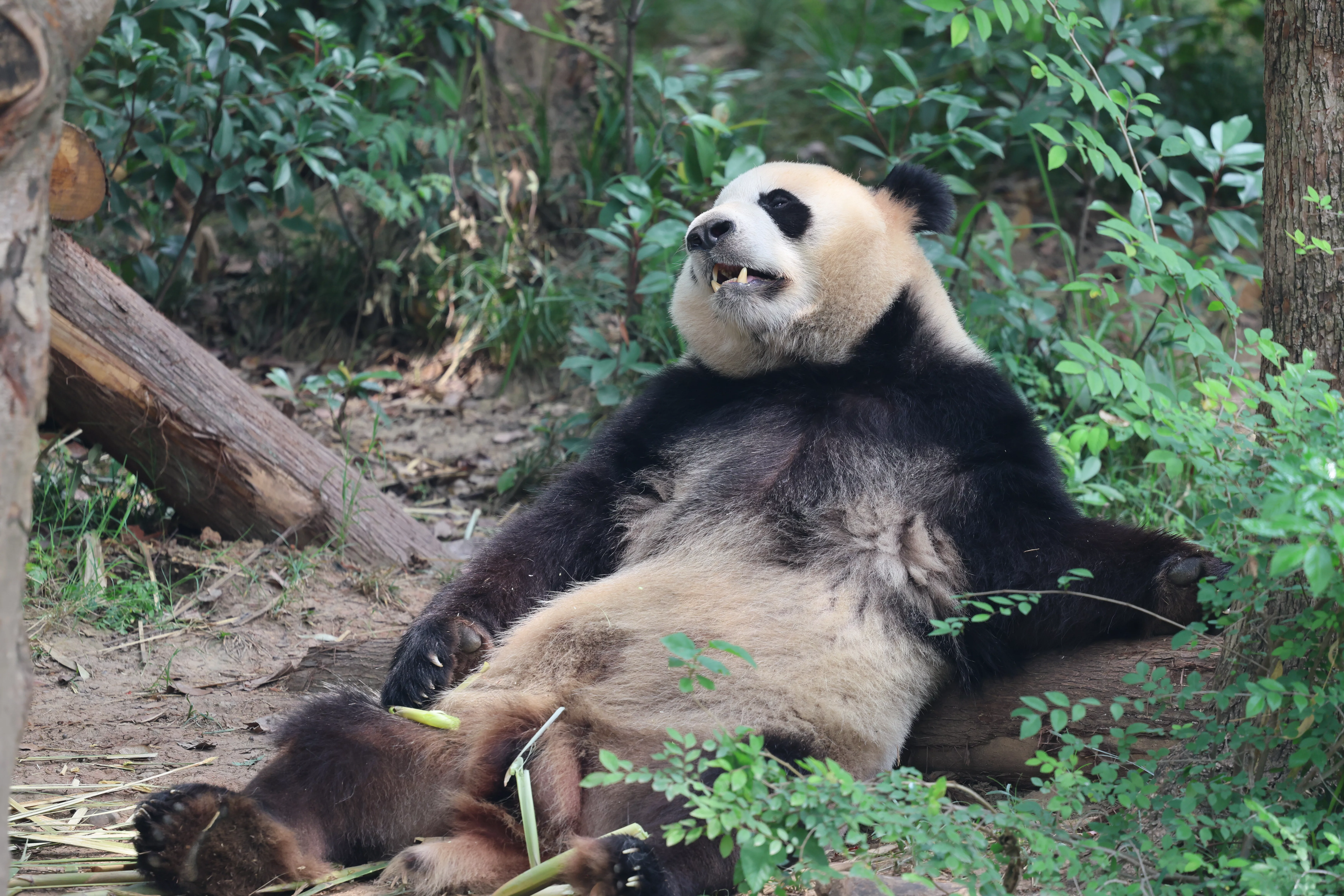 Chengdu Research Base of Giant Panda Breeding