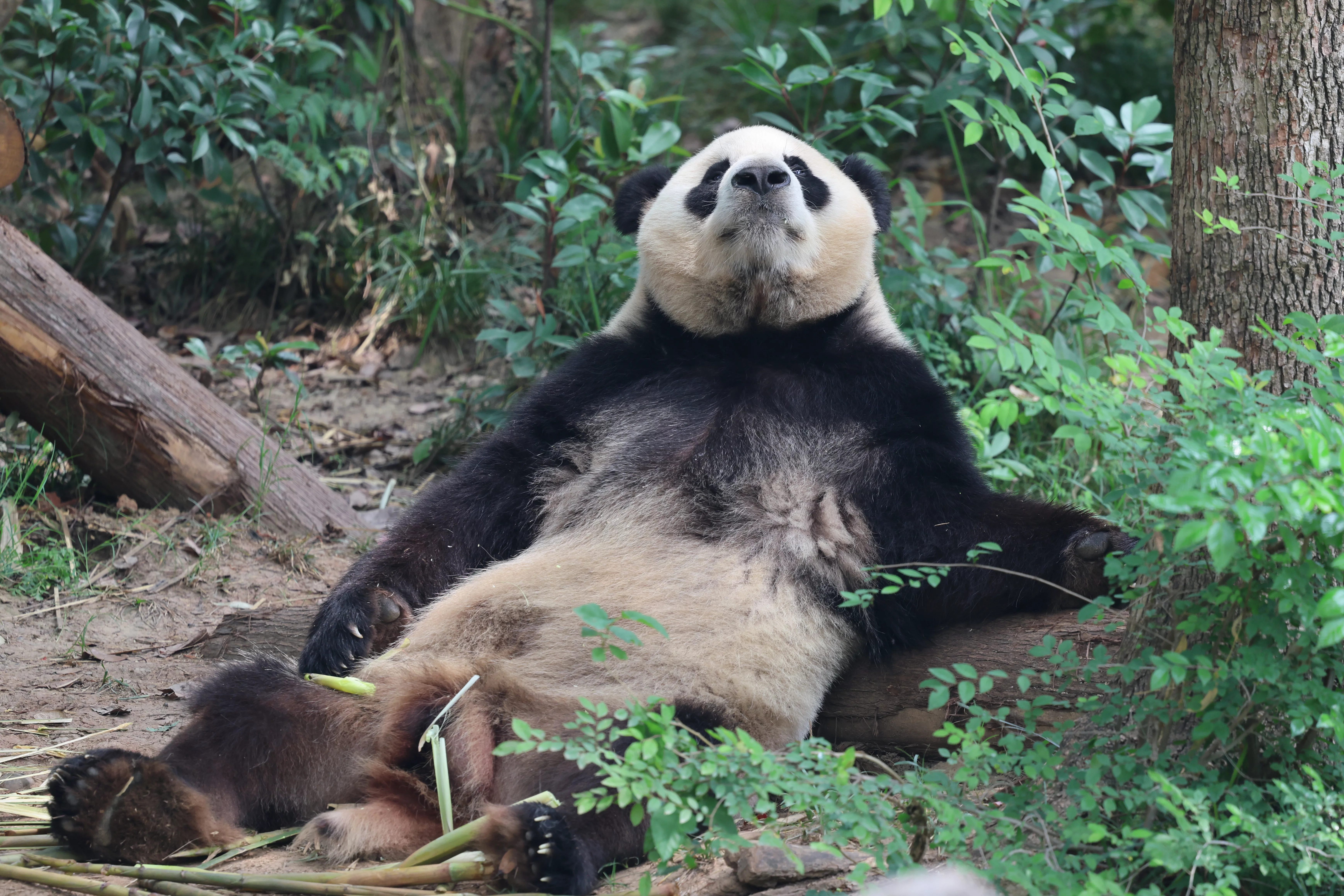 Chengdu Research Base of Giant Panda Breeding
