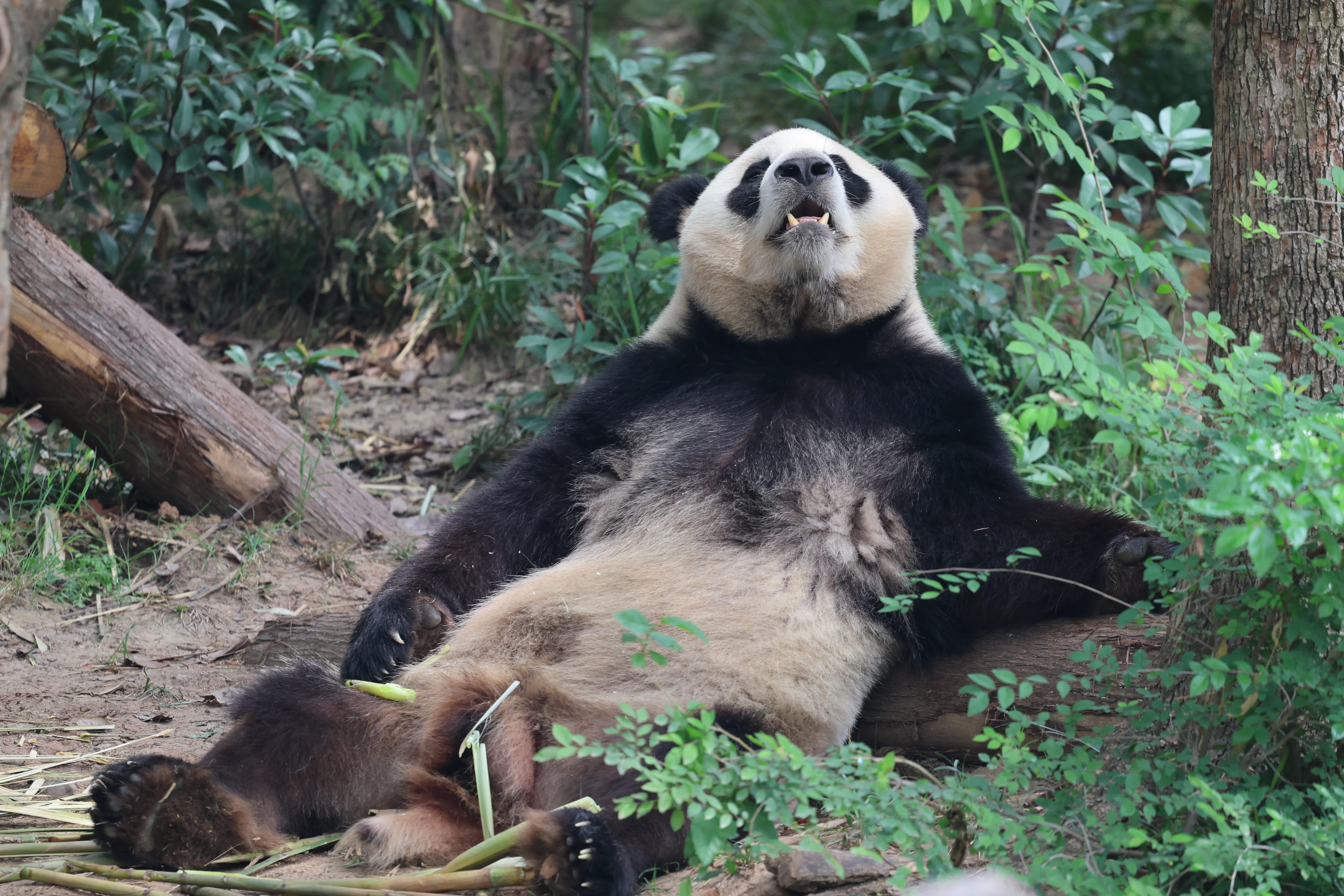 Chengdu Research Base of Giant Panda Breeding