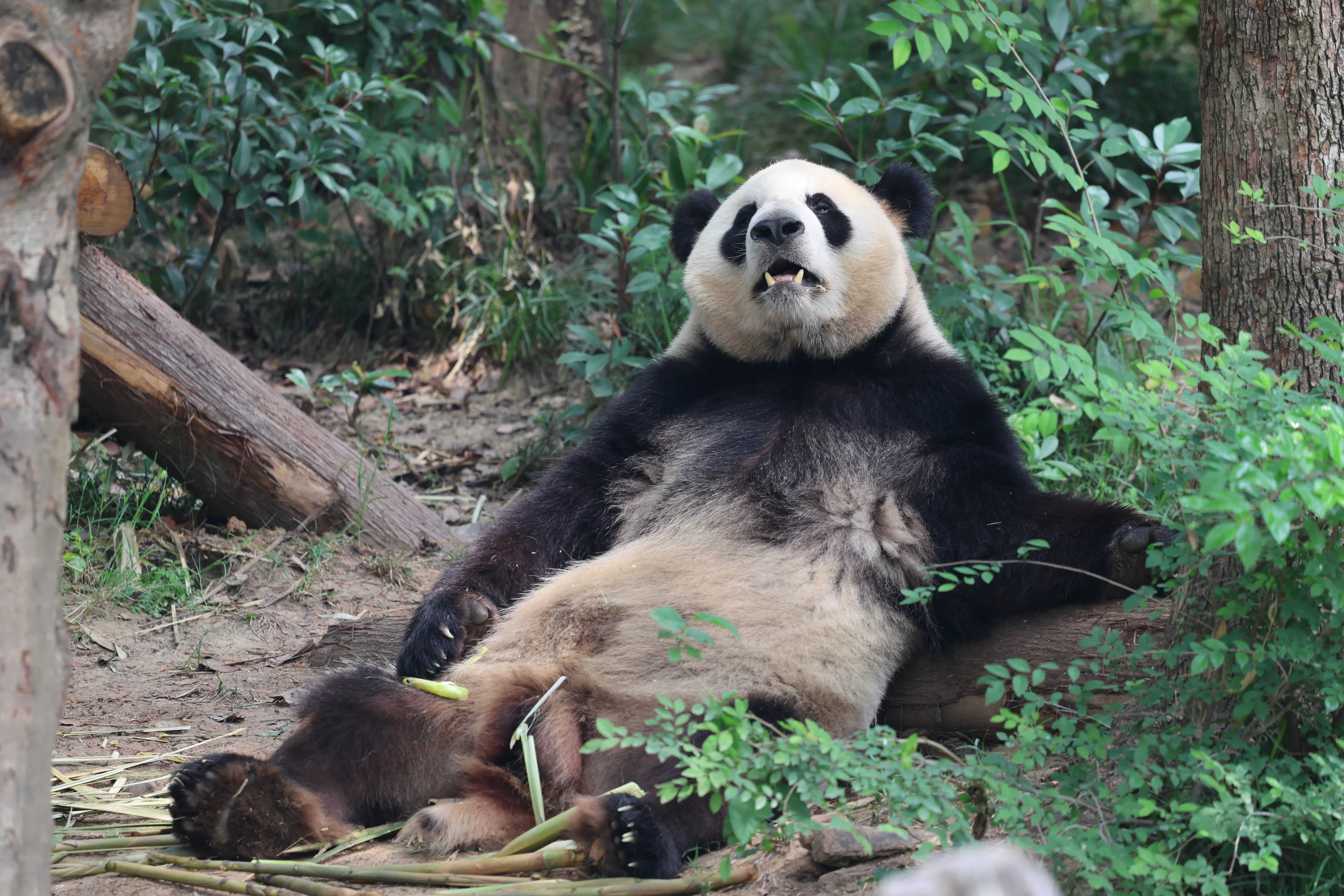 Chengdu Research Base of Giant Panda Breeding