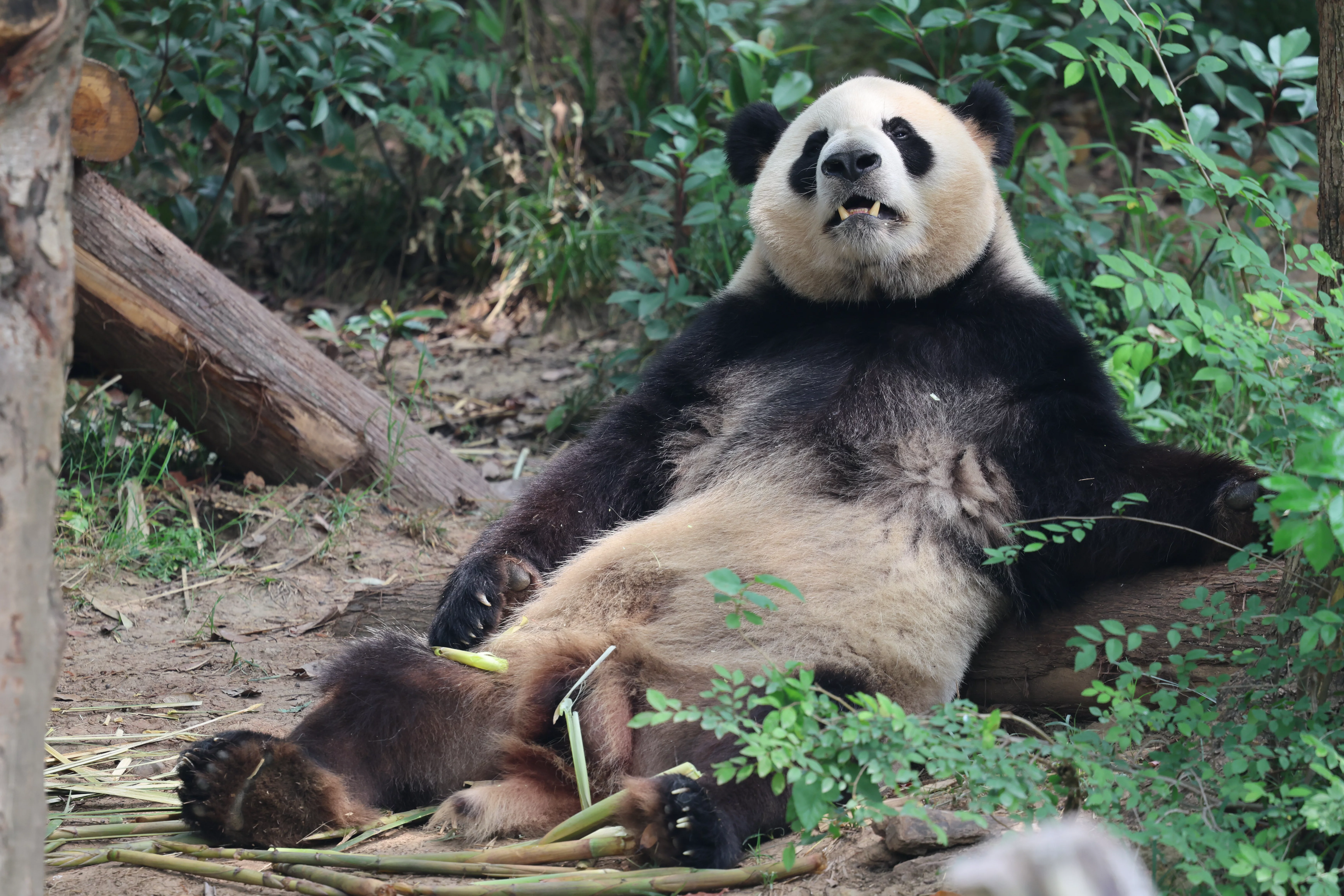 Chengdu Research Base of Giant Panda Breeding