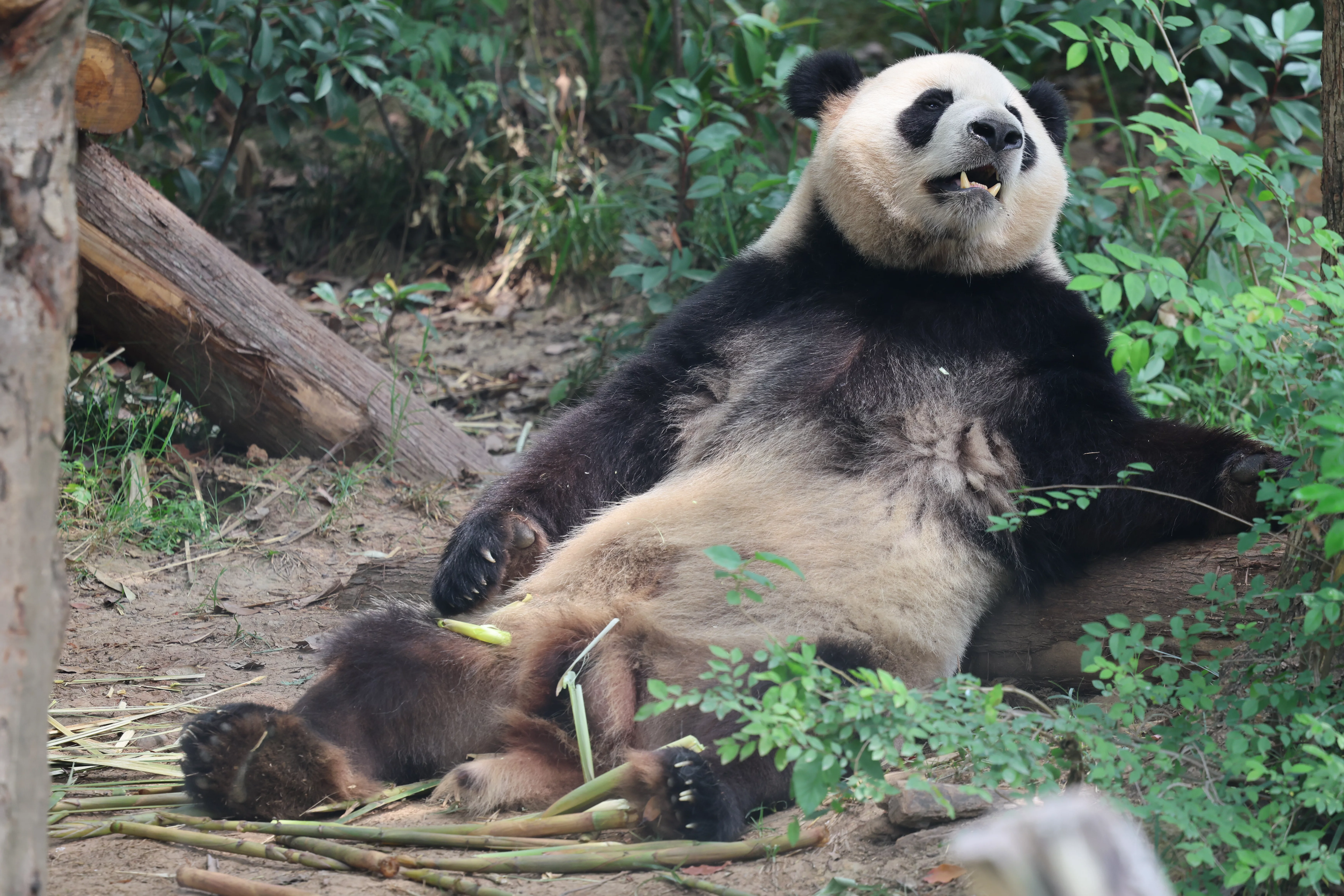 Chengdu Research Base of Giant Panda Breeding