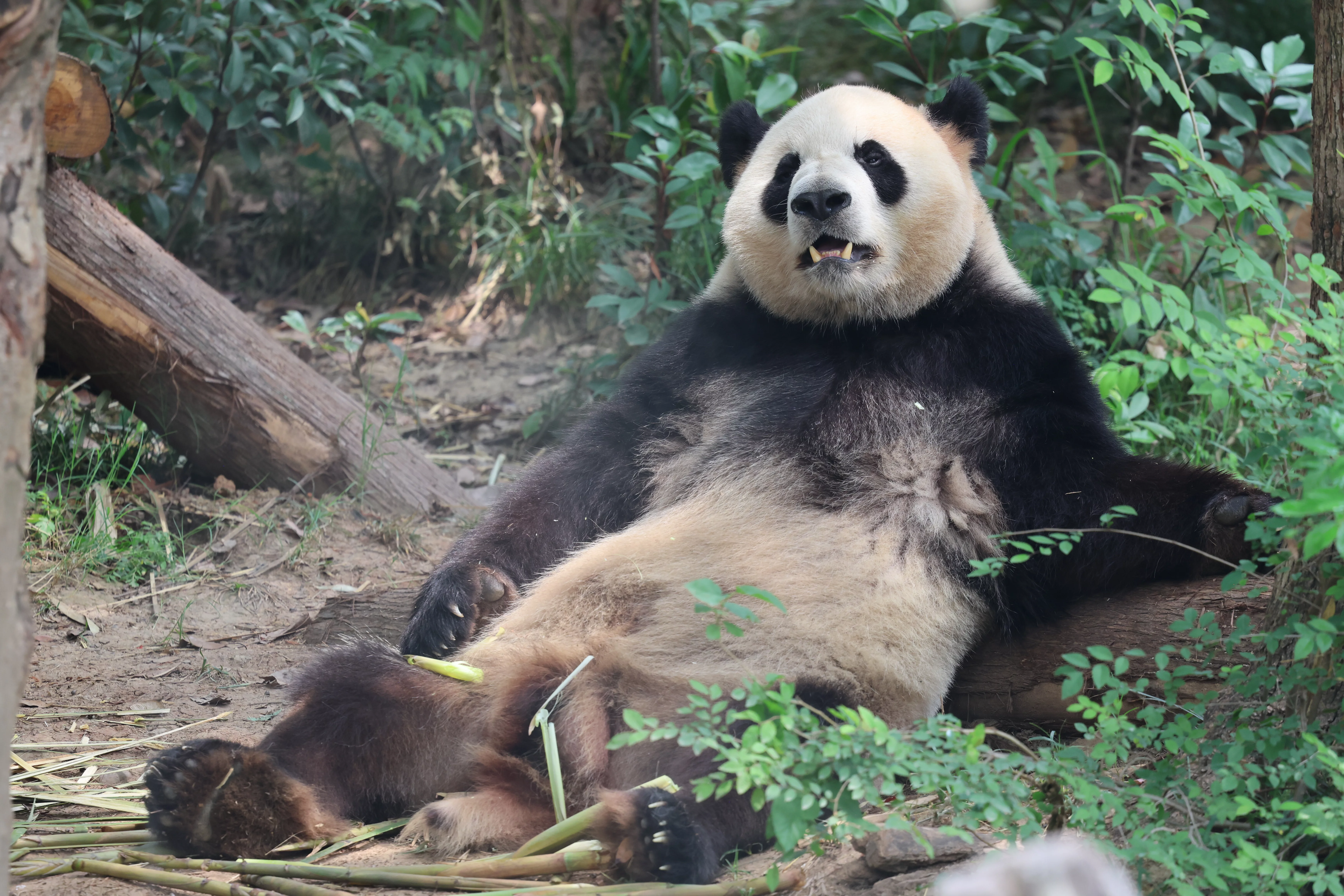 Chengdu Research Base of Giant Panda Breeding
