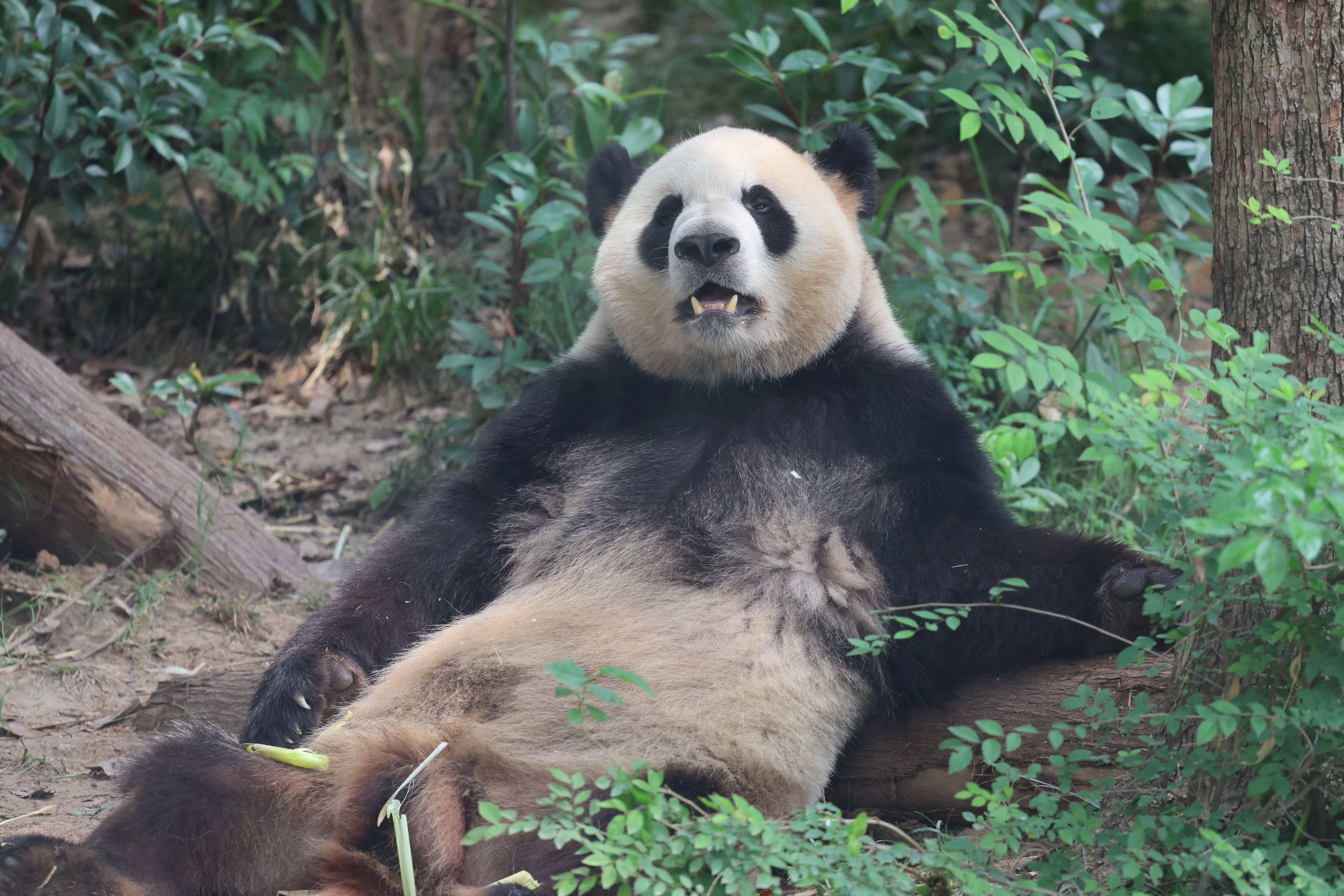 Chengdu Research Base of Giant Panda Breeding