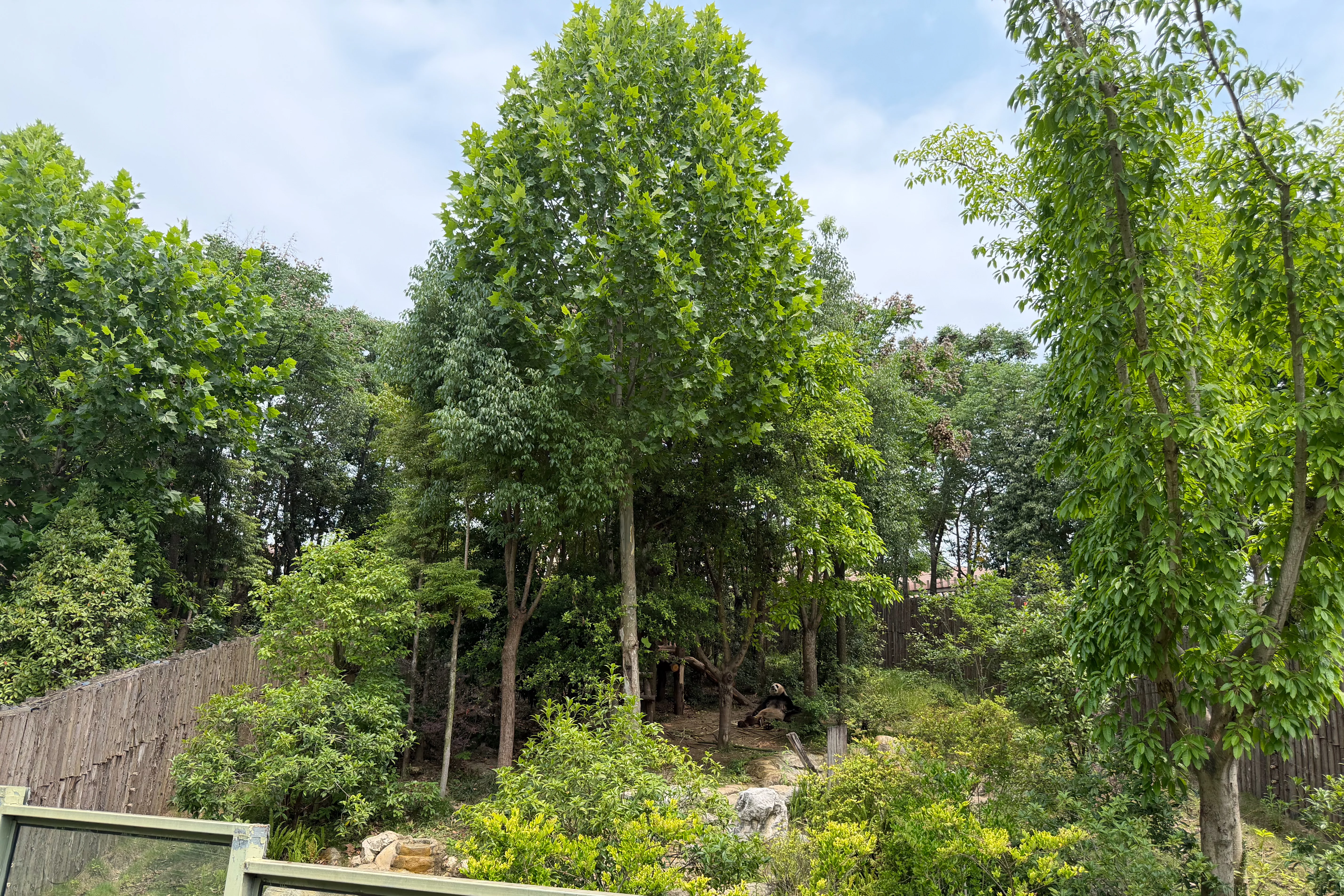 Chengdu Research Base of Giant Panda Breeding