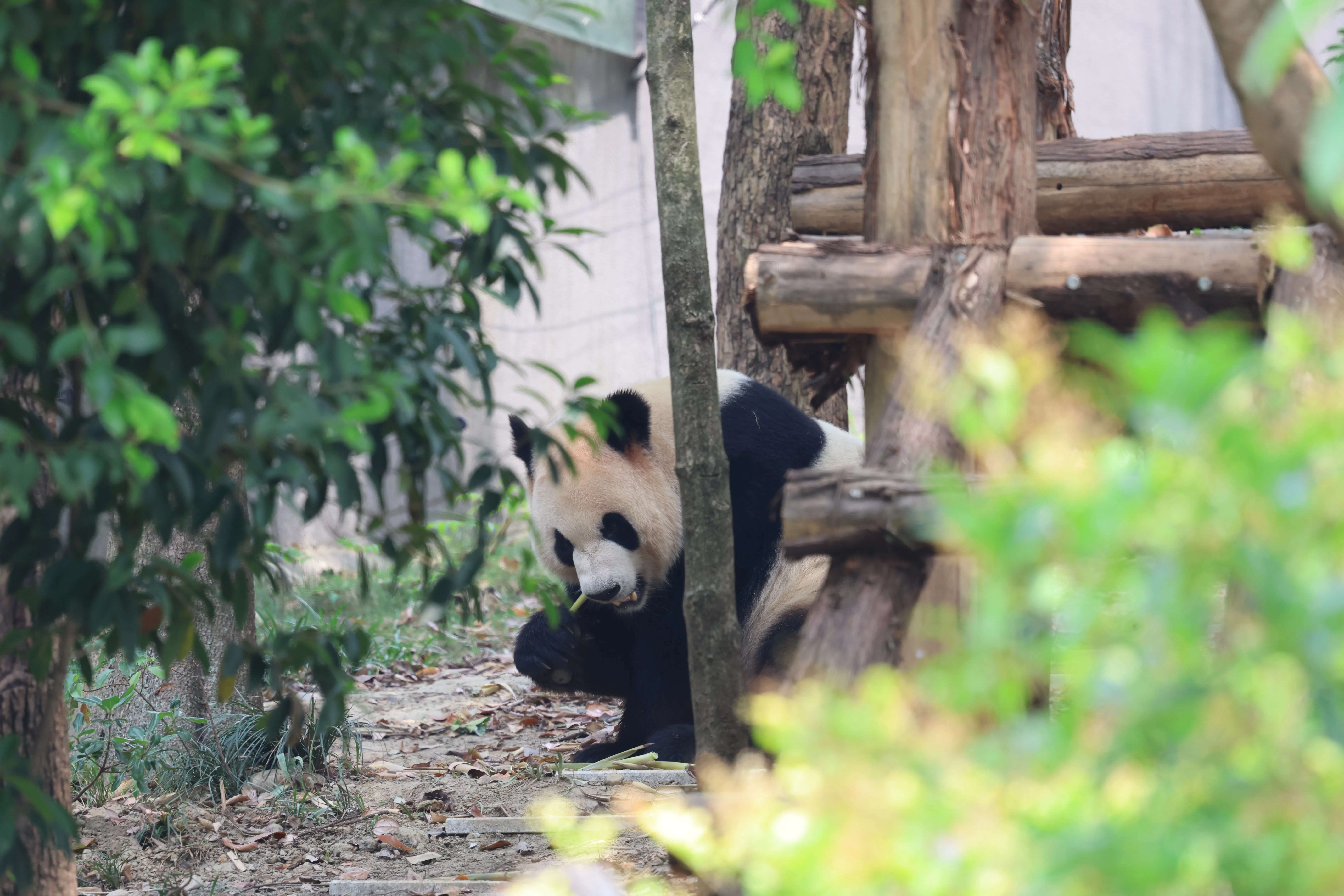 Chengdu Research Base of Giant Panda Breeding