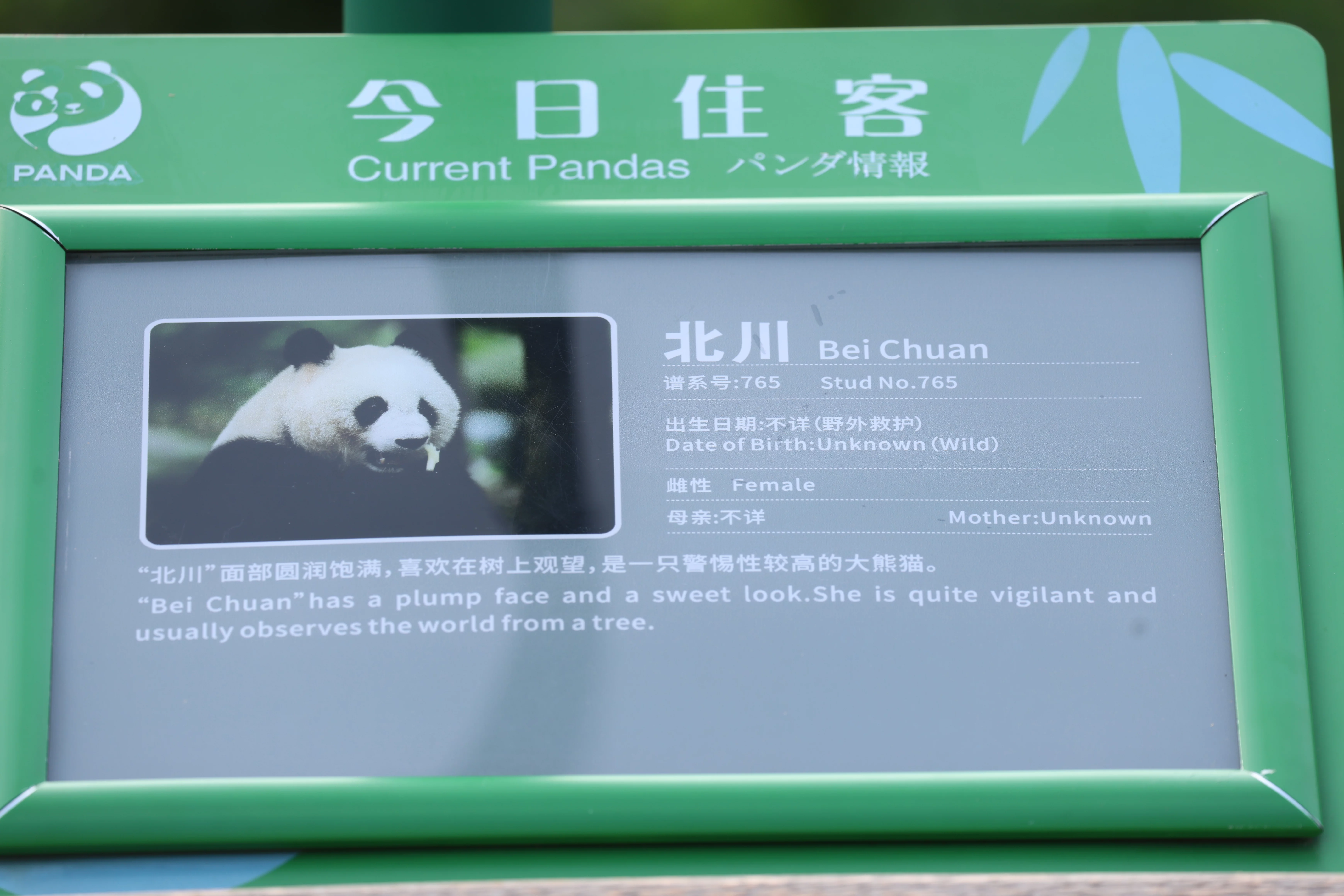 Chengdu Research Base of Giant Panda Breeding