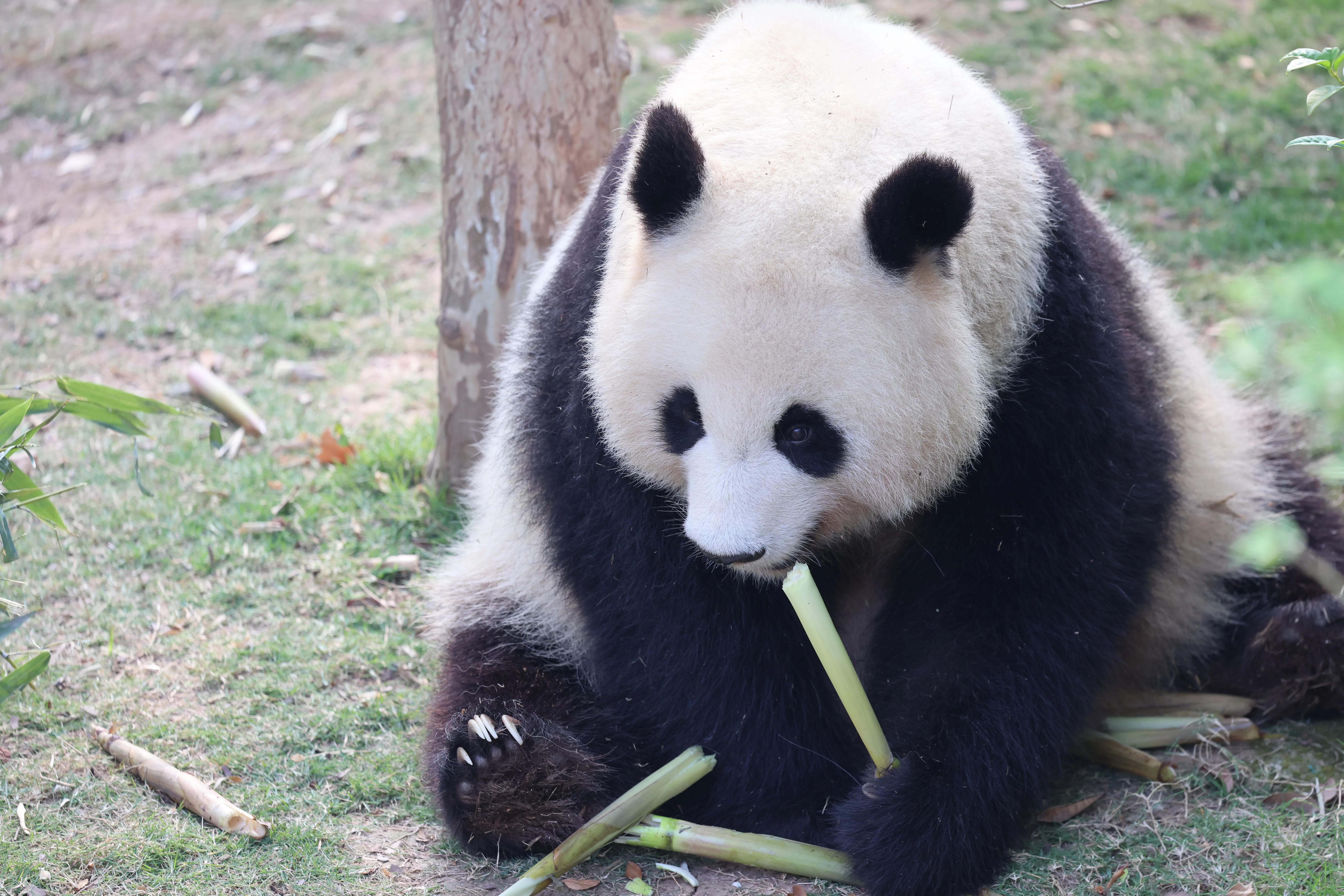 Chengdu Research Base of Giant Panda Breeding