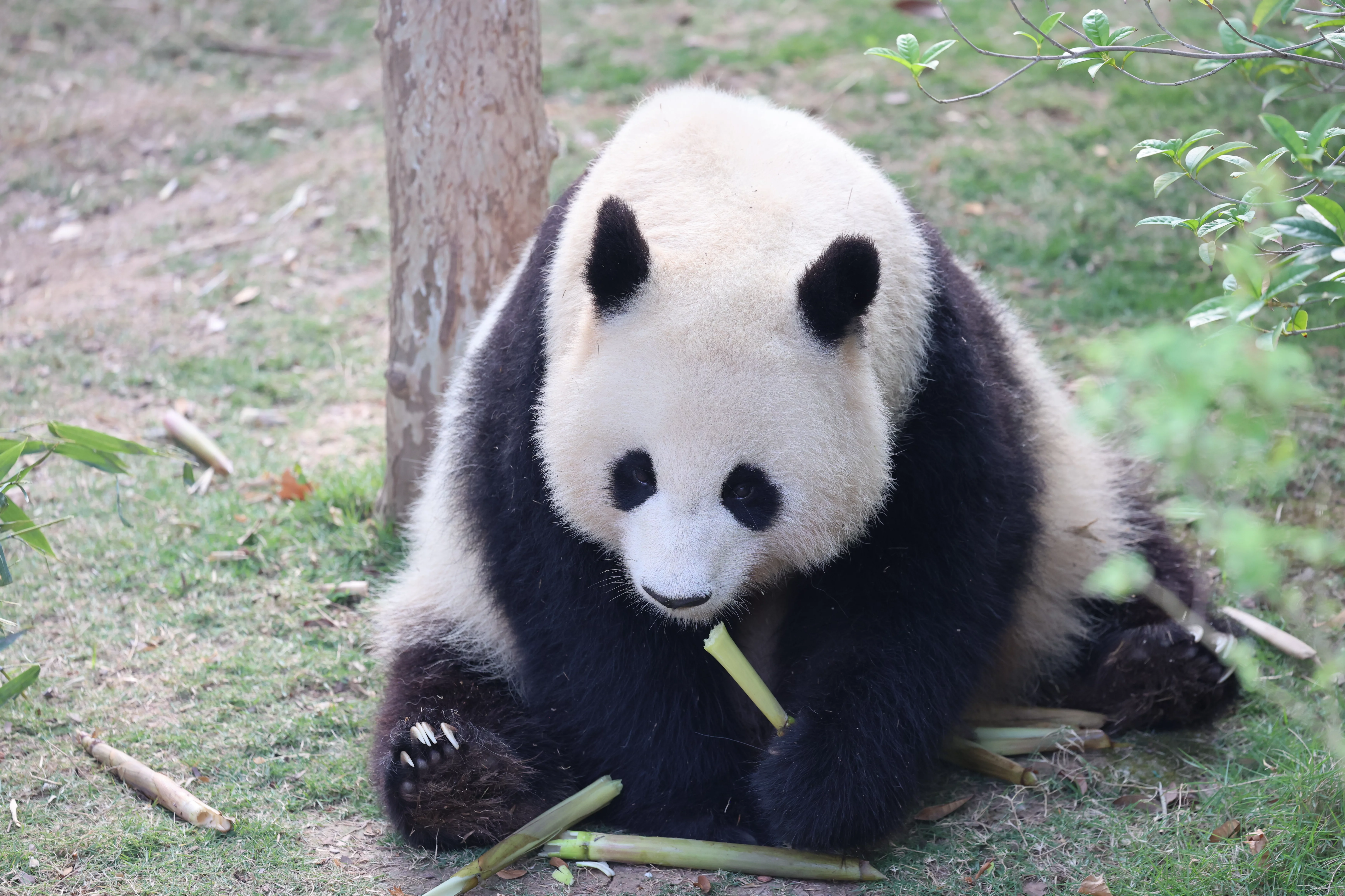 Chengdu Research Base of Giant Panda Breeding