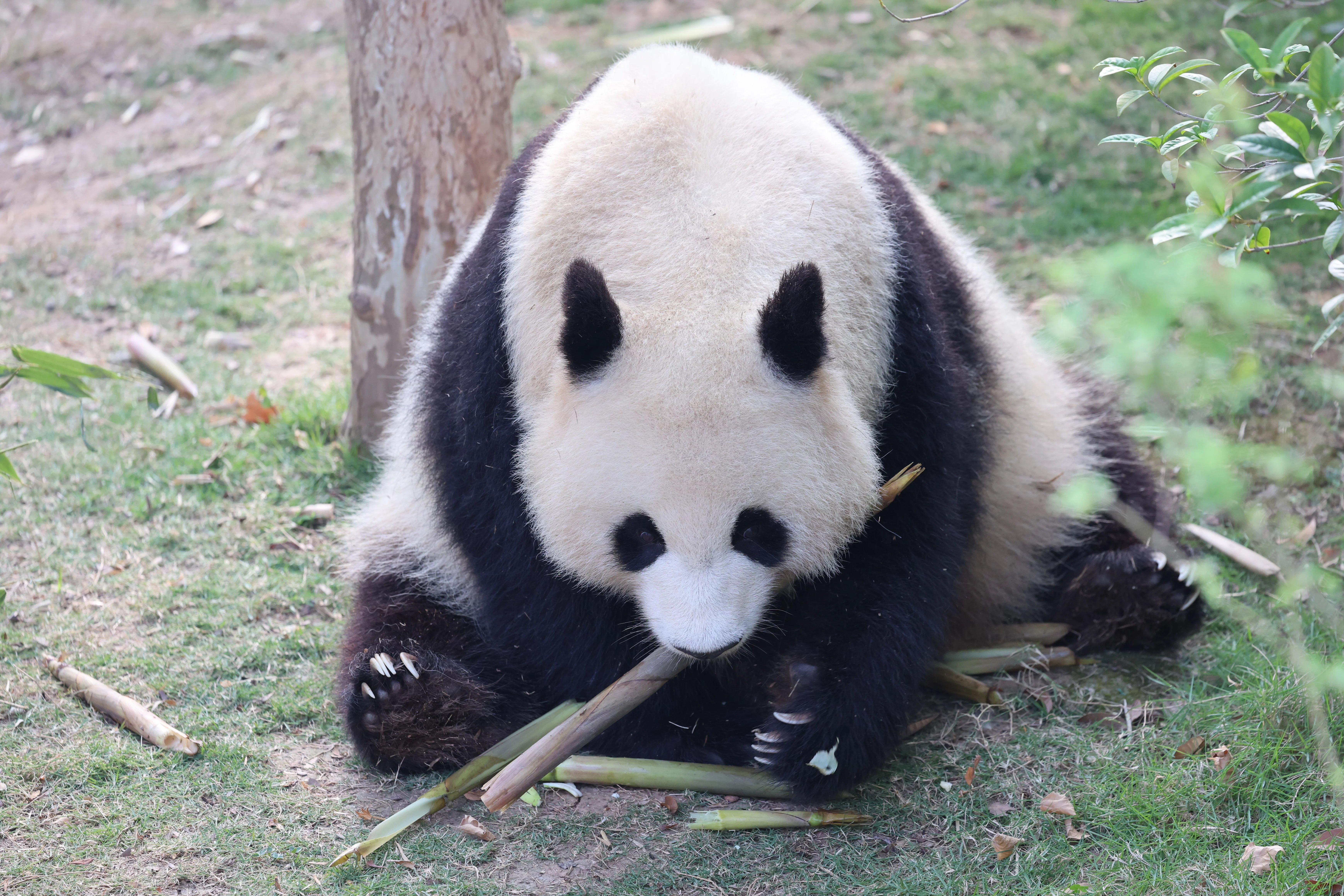Chengdu Research Base of Giant Panda Breeding