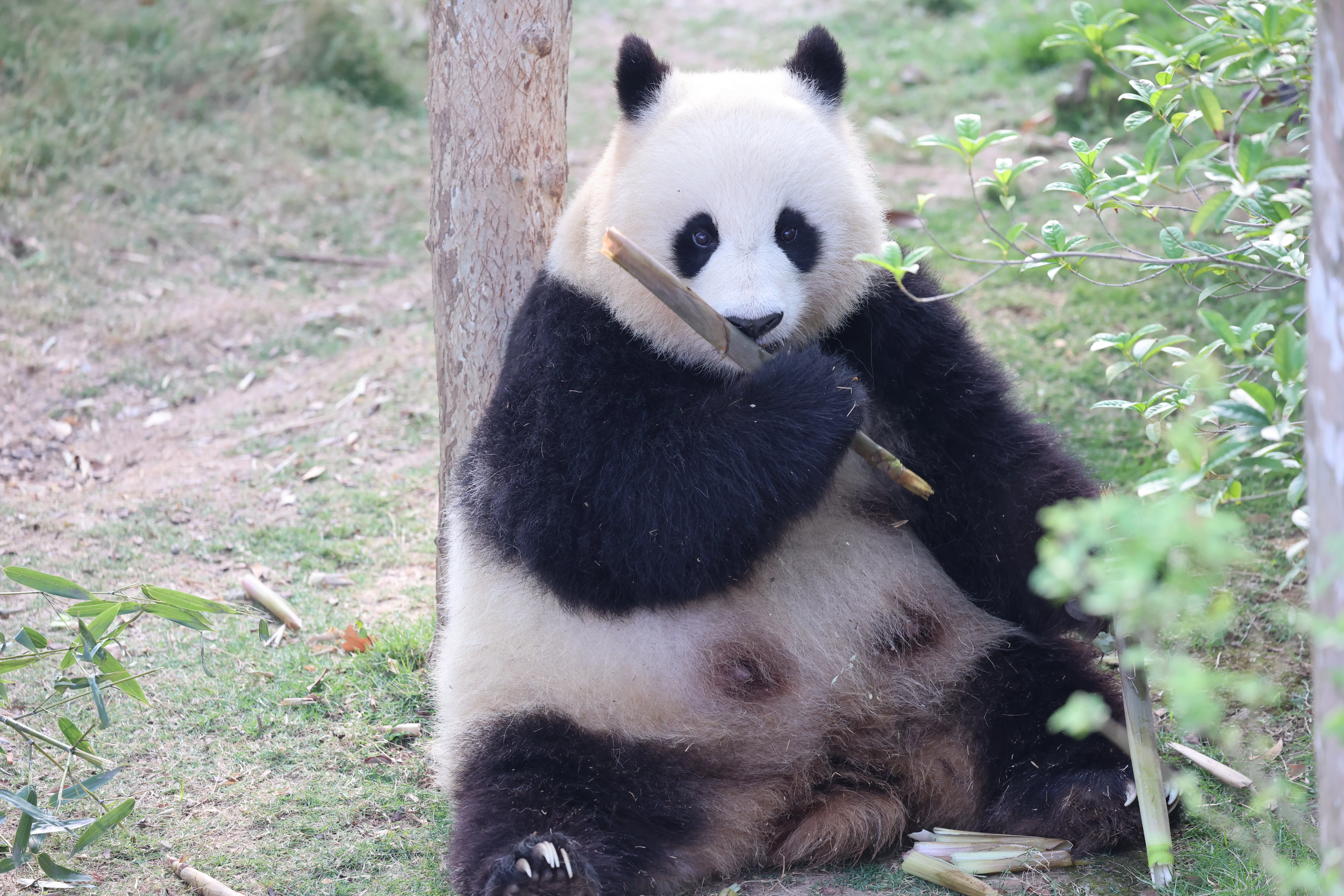 Chengdu Research Base of Giant Panda Breeding