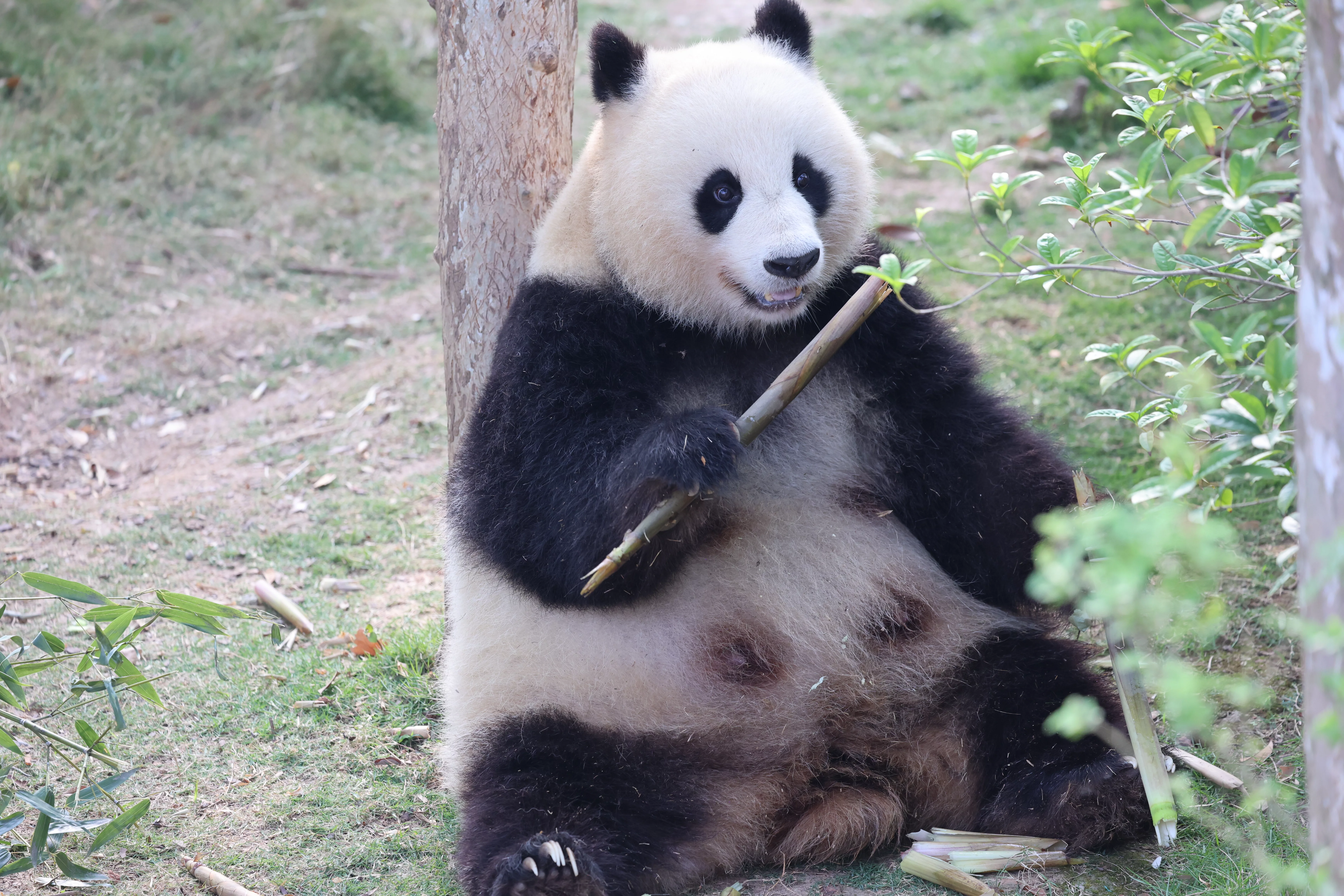 Chengdu Research Base of Giant Panda Breeding