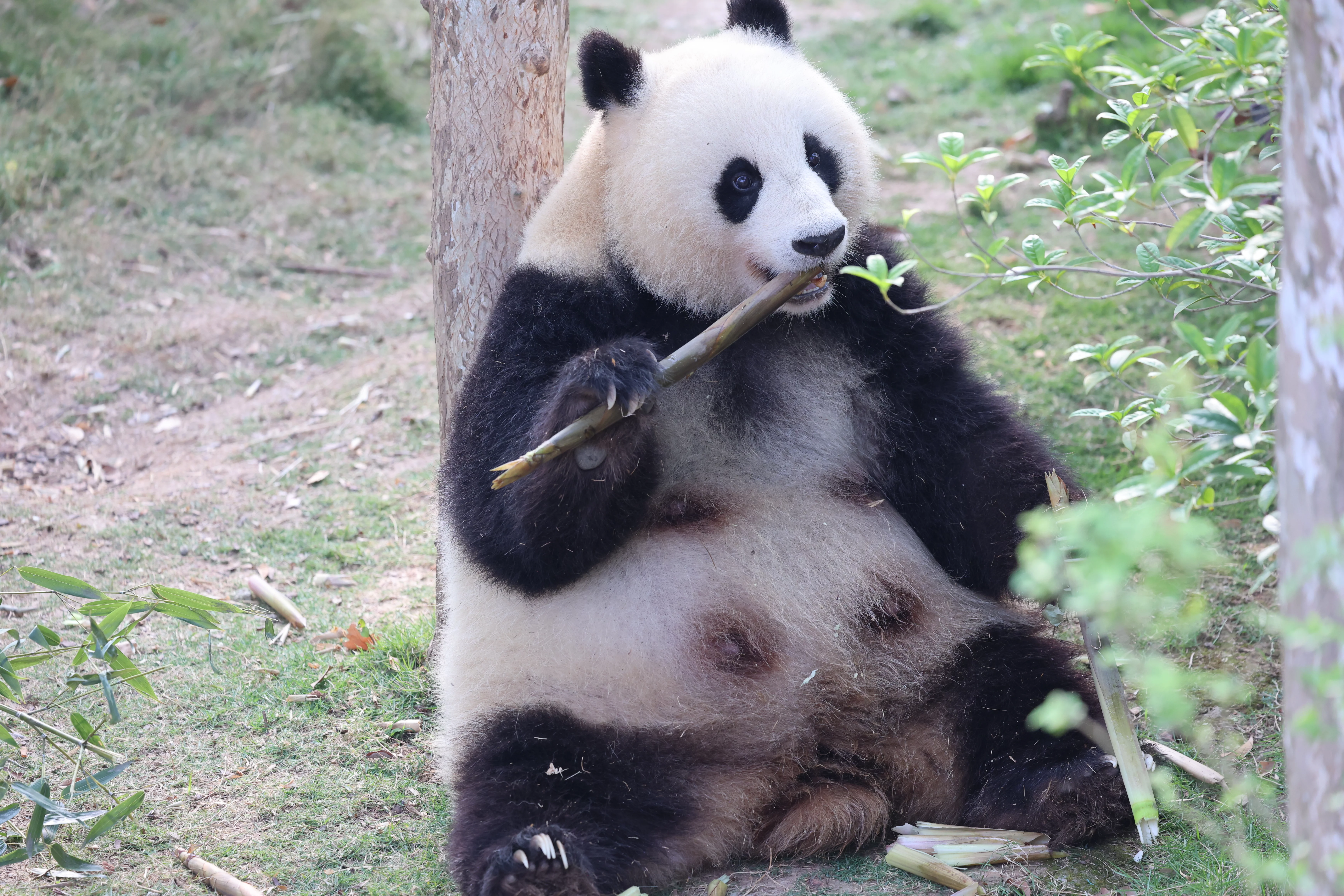 Chengdu Research Base of Giant Panda Breeding