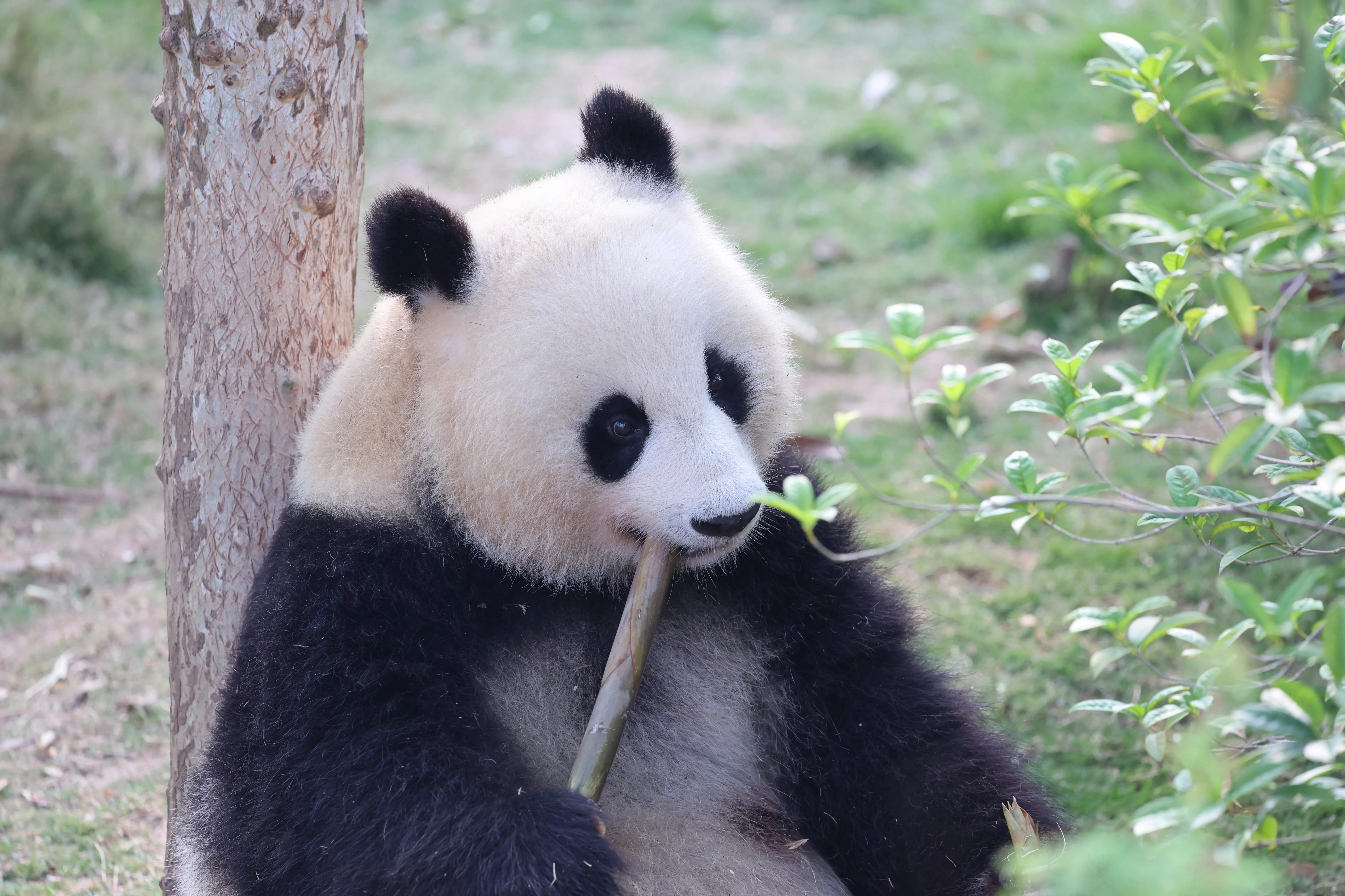 Chengdu Research Base of Giant Panda Breeding