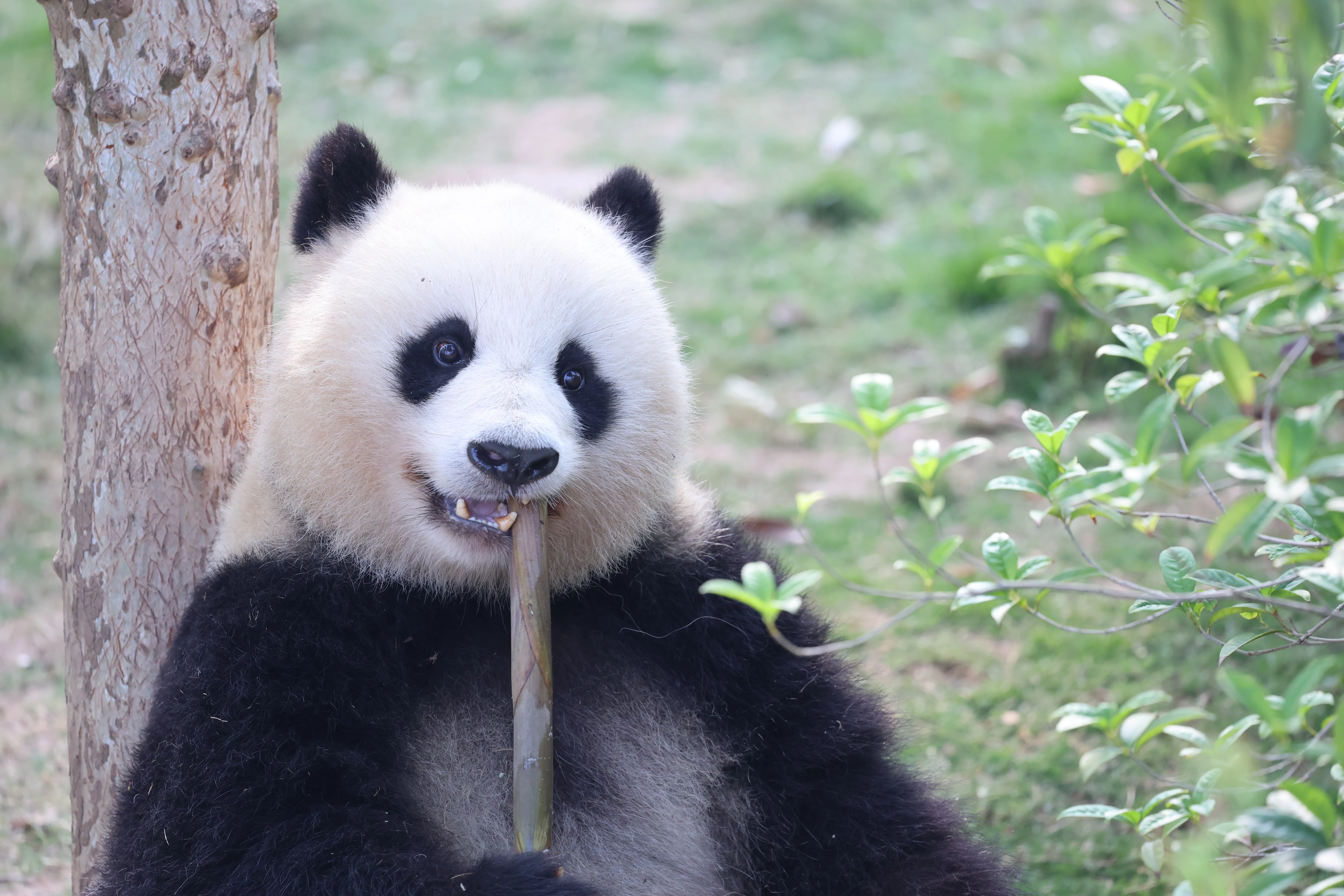 Chengdu Research Base of Giant Panda Breeding