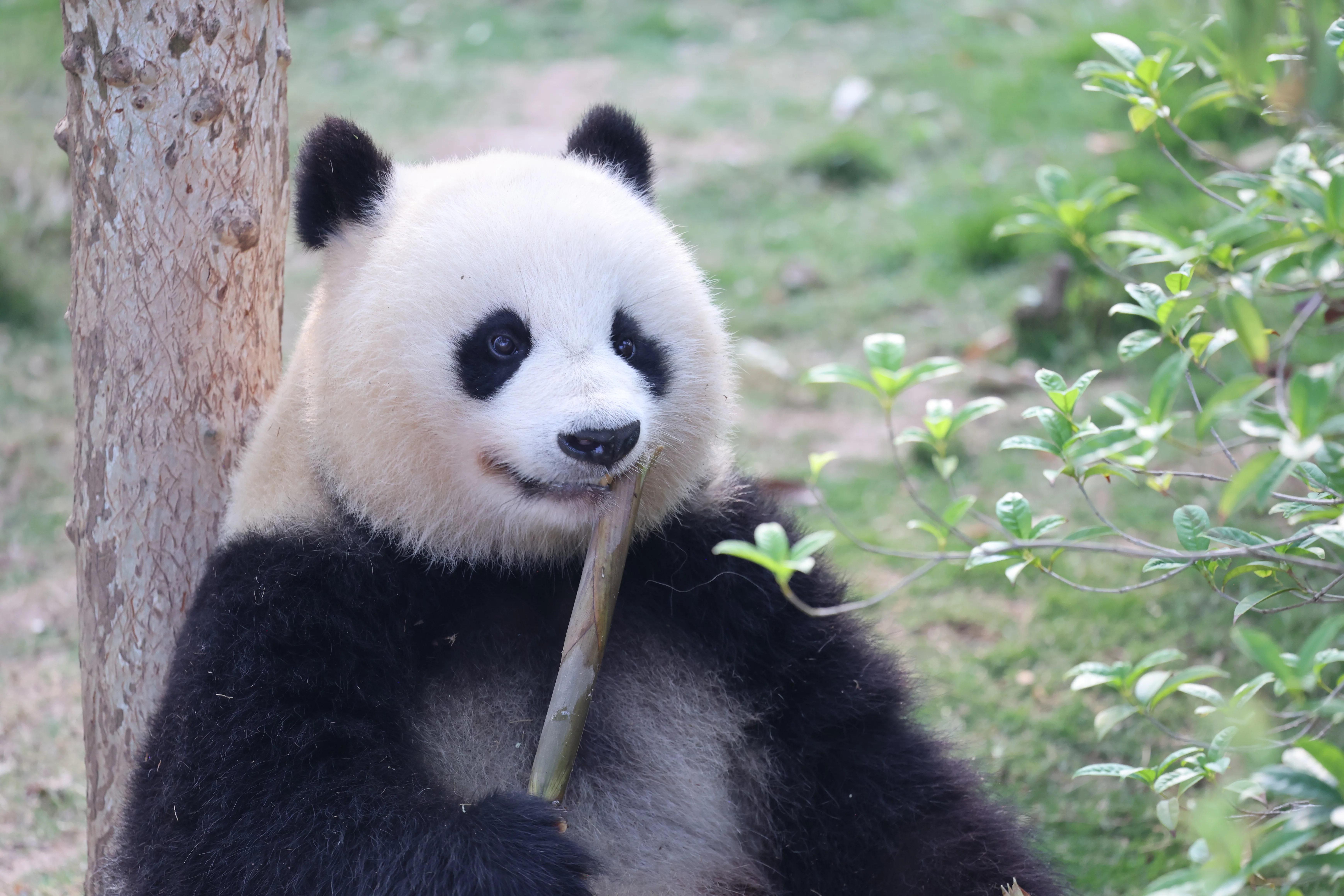 Chengdu Research Base of Giant Panda Breeding