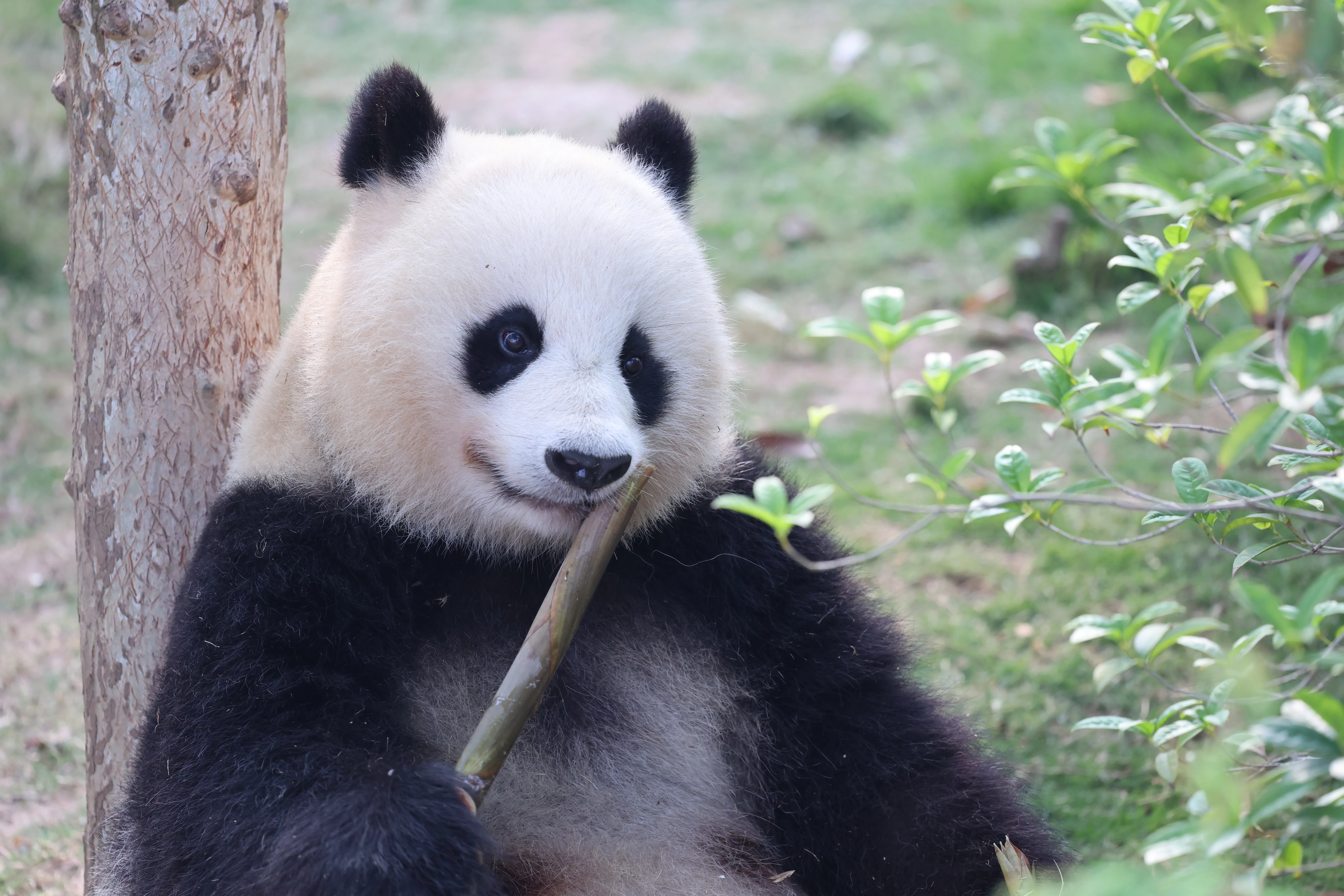 Chengdu Research Base of Giant Panda Breeding