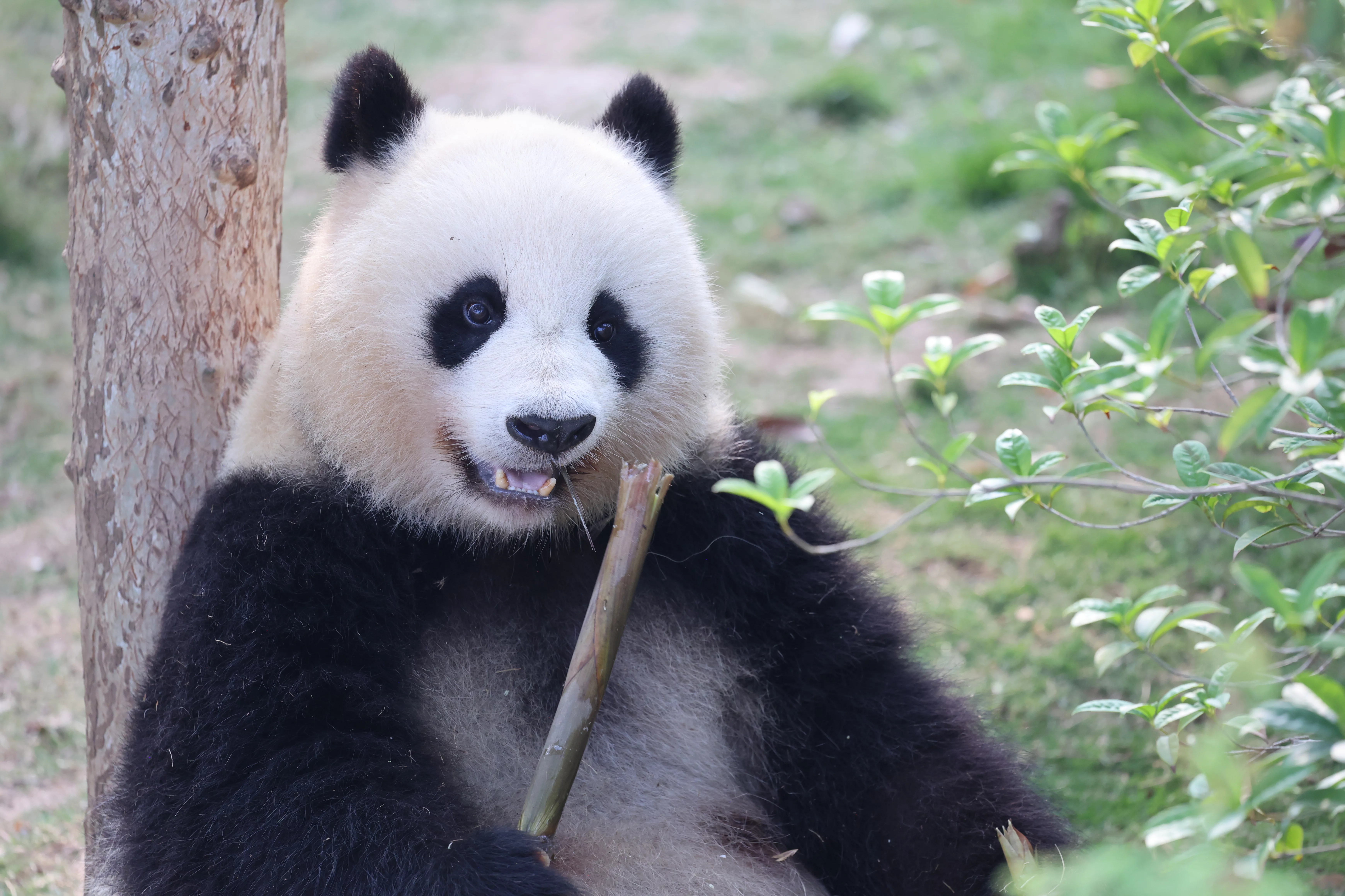 Chengdu Research Base of Giant Panda Breeding