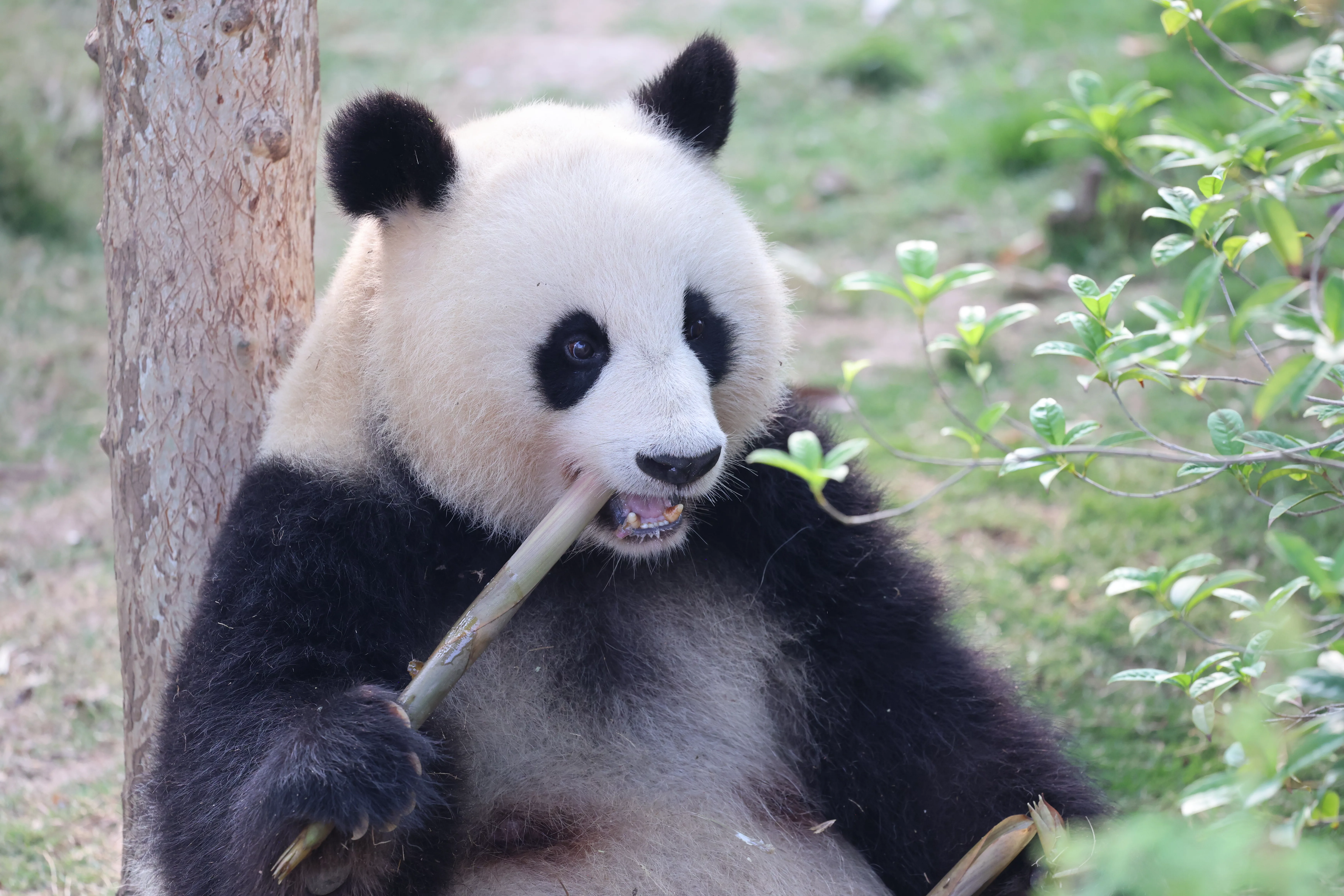 Chengdu Research Base of Giant Panda Breeding