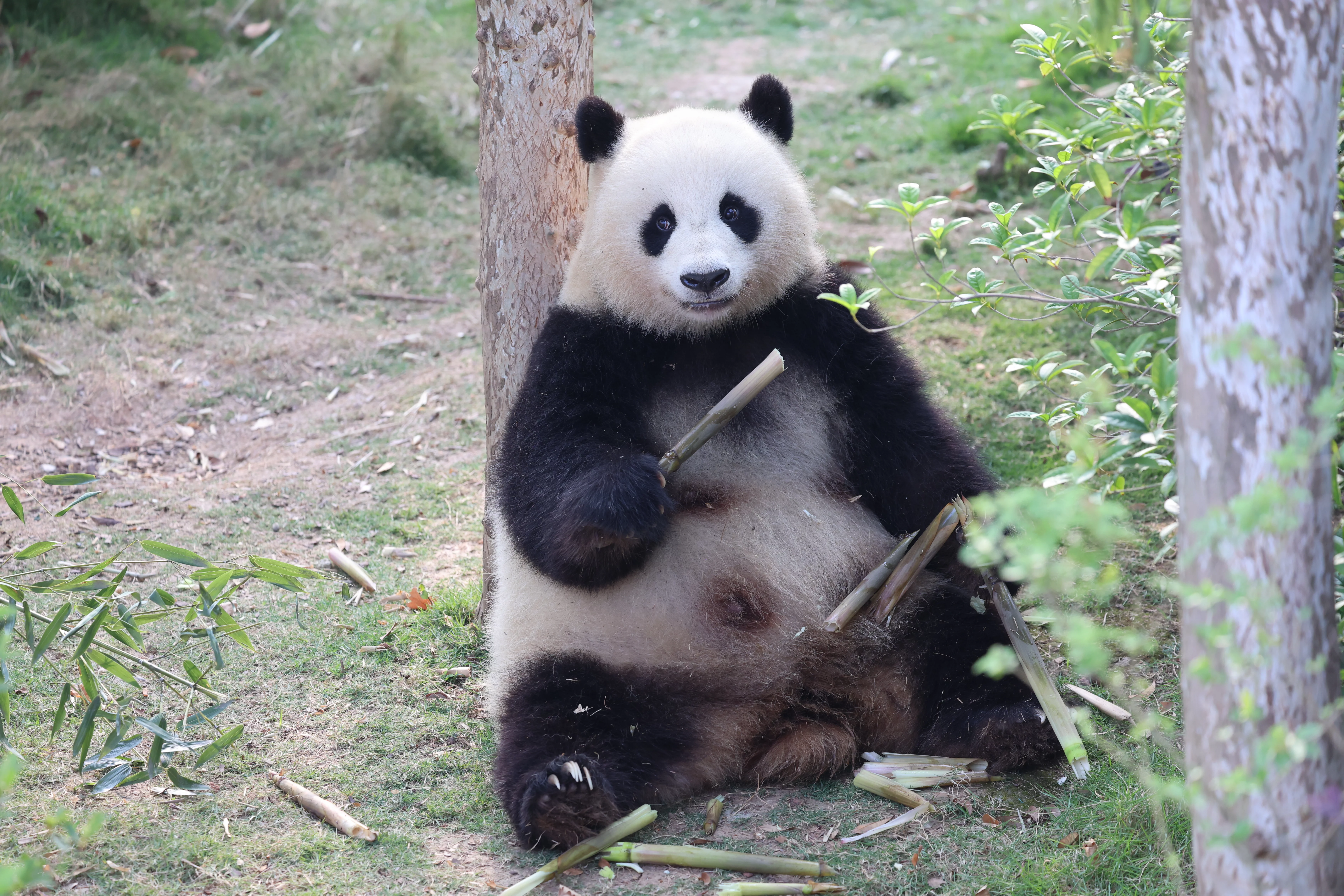 Chengdu Research Base of Giant Panda Breeding