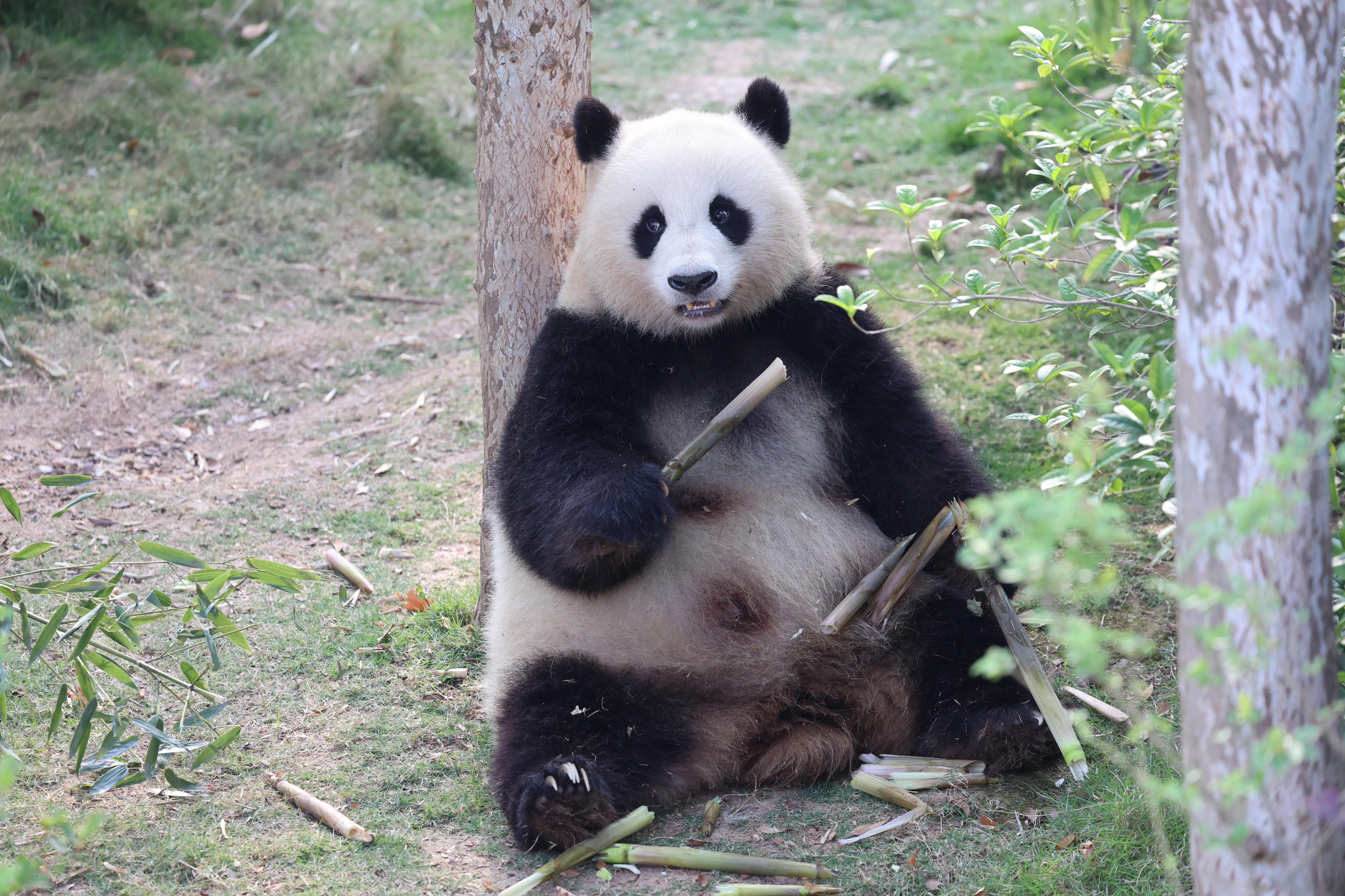 Chengdu Research Base of Giant Panda Breeding