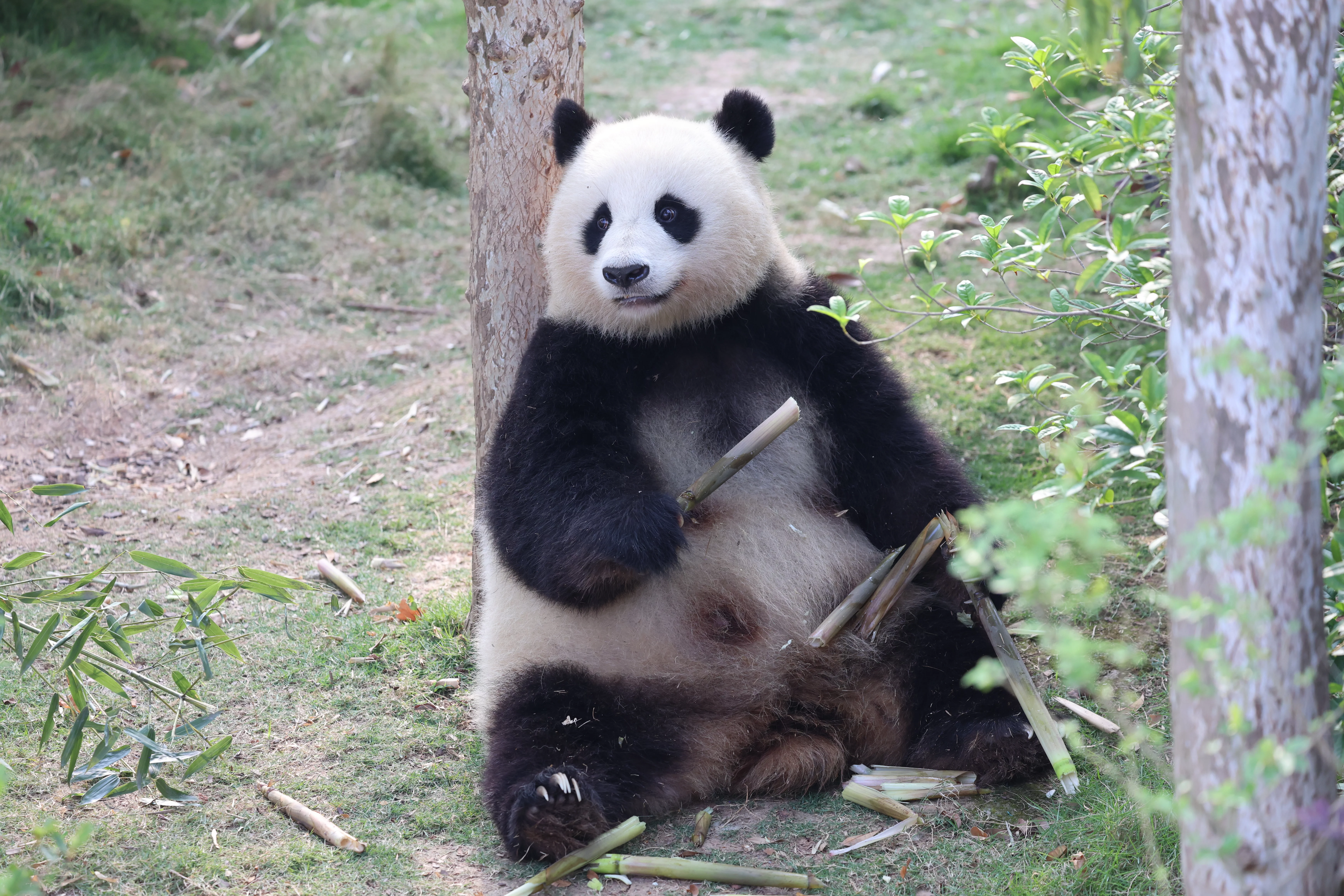 Chengdu Research Base of Giant Panda Breeding