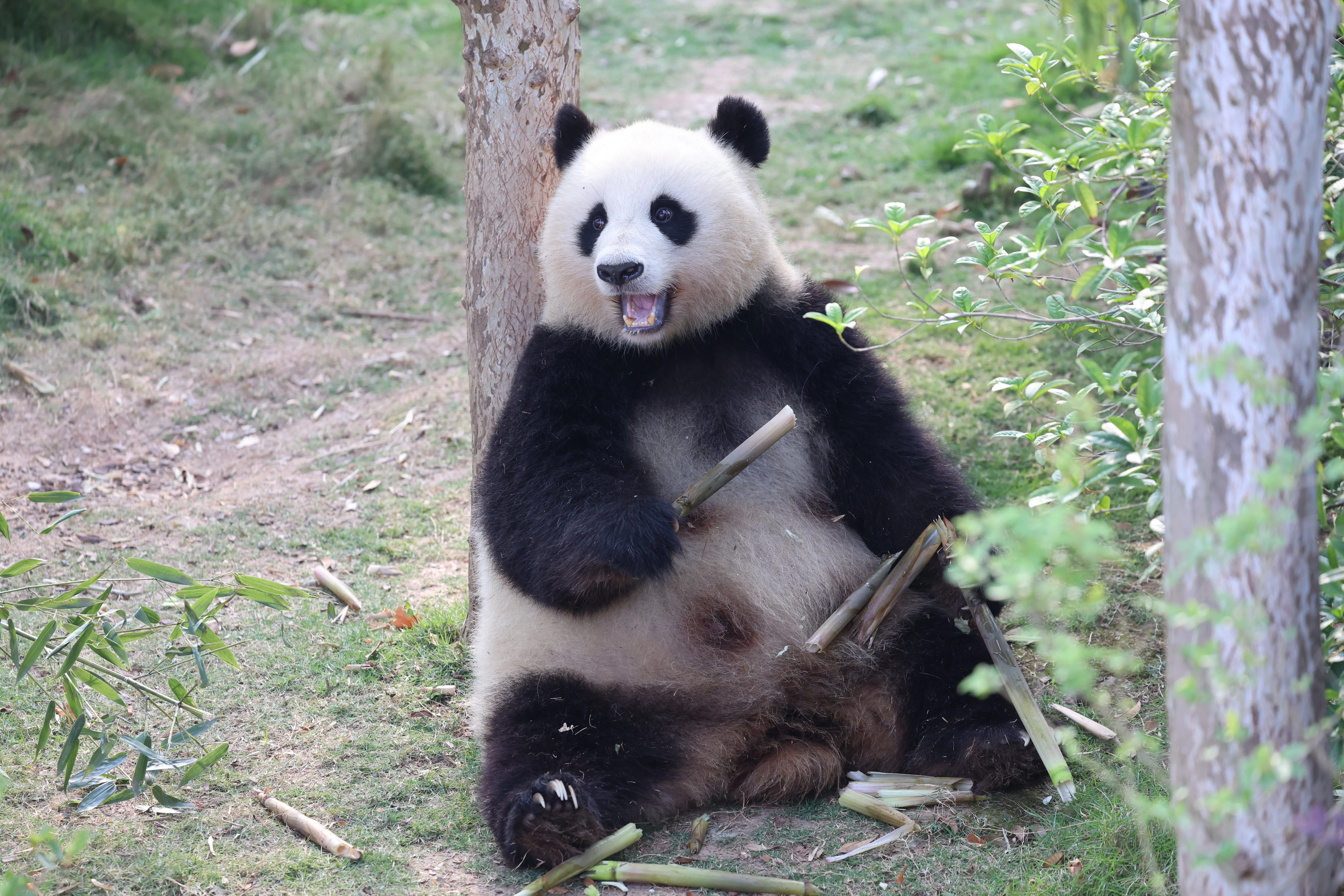 Chengdu Research Base of Giant Panda Breeding